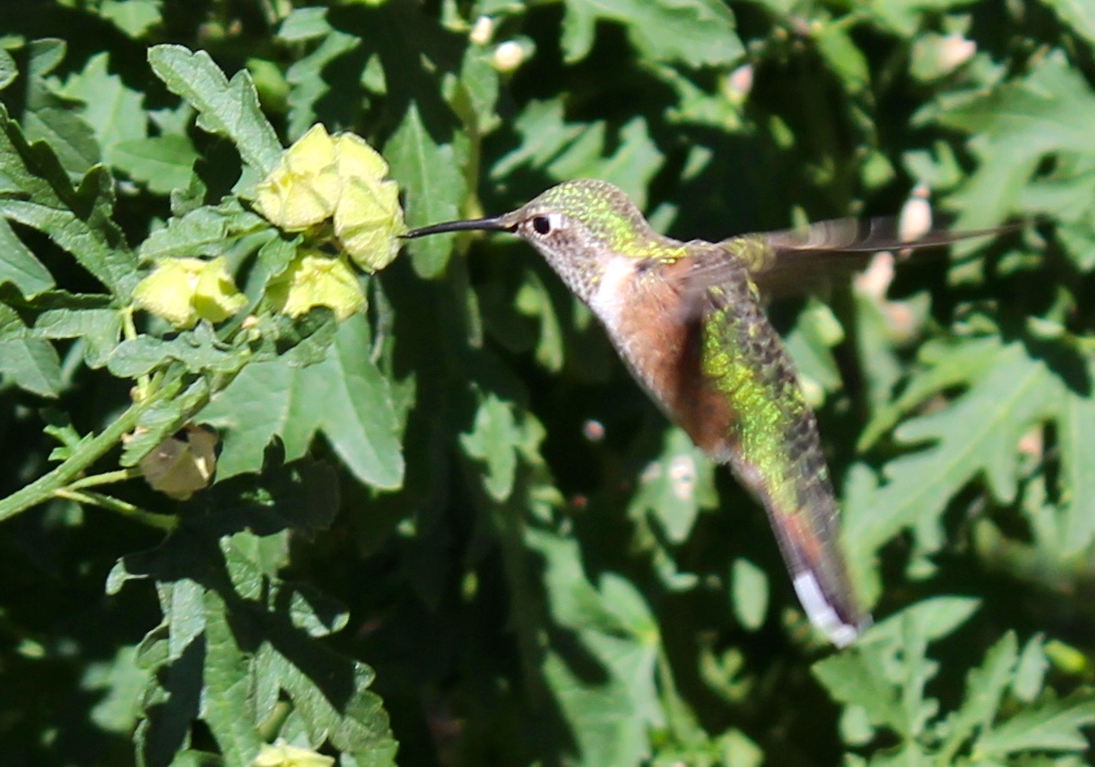 Hummingbird up close shot