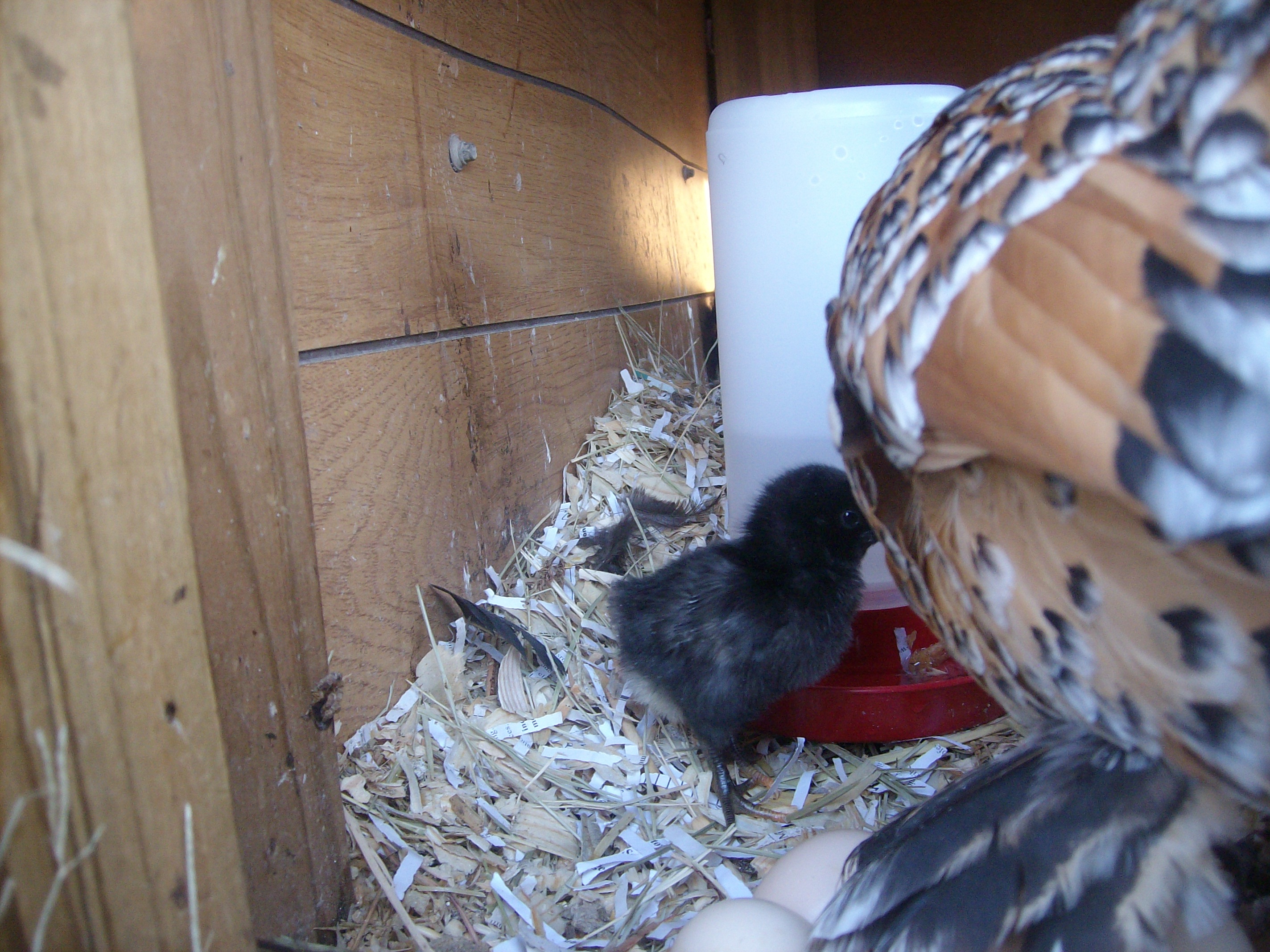 I hate to break it to Chester, but her baby doesn't have featherdy feet like her or her husband.  Hmmm... Haha.