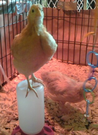 I know this feeder is almost too small for them but Buttercup loves sitting on top & playing "Queen of the hill" haha