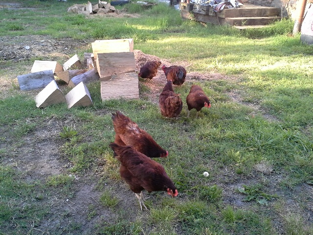 I name my rooster, Rooster Cogburn and his ladies.