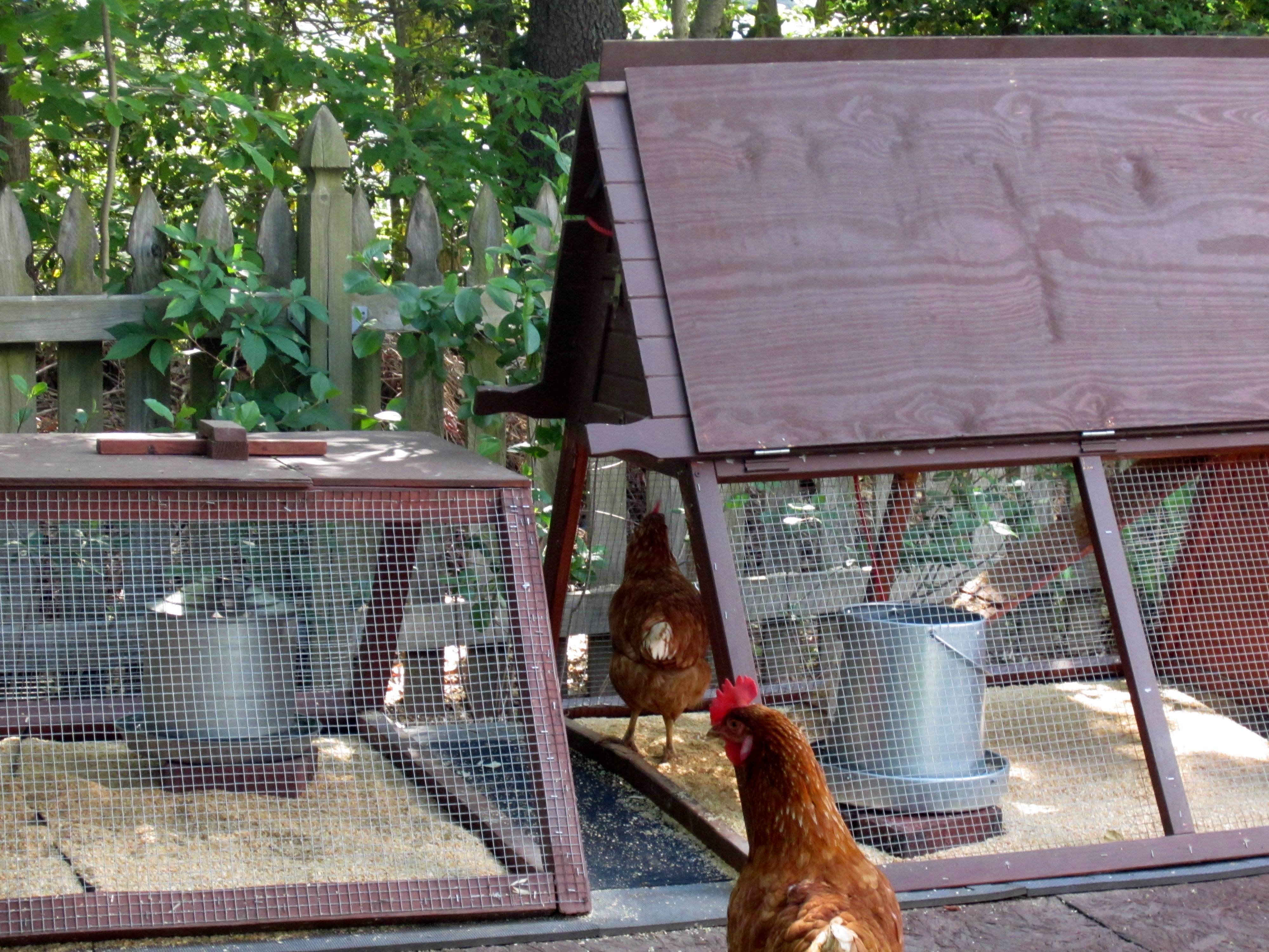 I put side flaps on the Ark coop that I can raise or lower.  Helps keep the rain out of the coop part.  I also built a platform but I am getting rid of it as I have a dog kennel on order which I am going to paint black and then just put the coop in there with no run.  I have a 30 foot x 50 foot fenced area they can run about during the day.  Eventually I am getting rid of this coop too and getting a sturdier and leak proof model.   Live and learn.