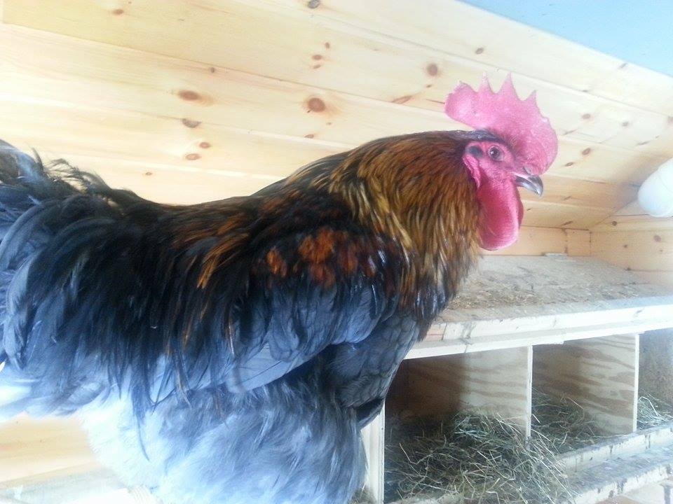 I think the name of this rooster breed is a Blue Black Splash Copper Maran.