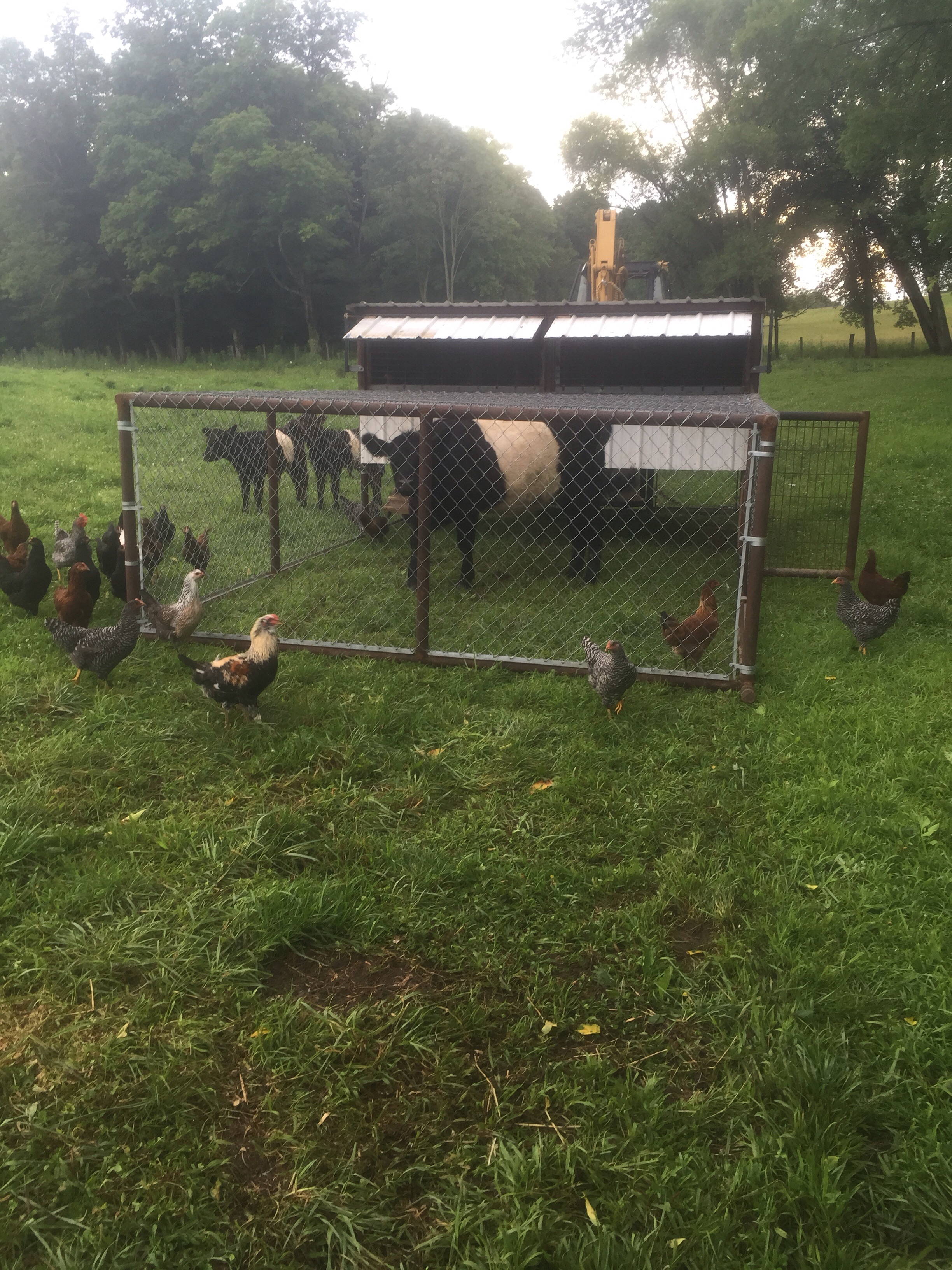 I was worried Annie ( my bottle baby heifer) would go in the chicken coop. A mom always knows! My husband said, NO! She won't go in their!  He couldn't believe she went in. I have to keep a clip in the latch of the door or she lets the hens out also. I'm not worried they get out I worry more that something will get them. 
All the chickens would like for her to get out of their house.