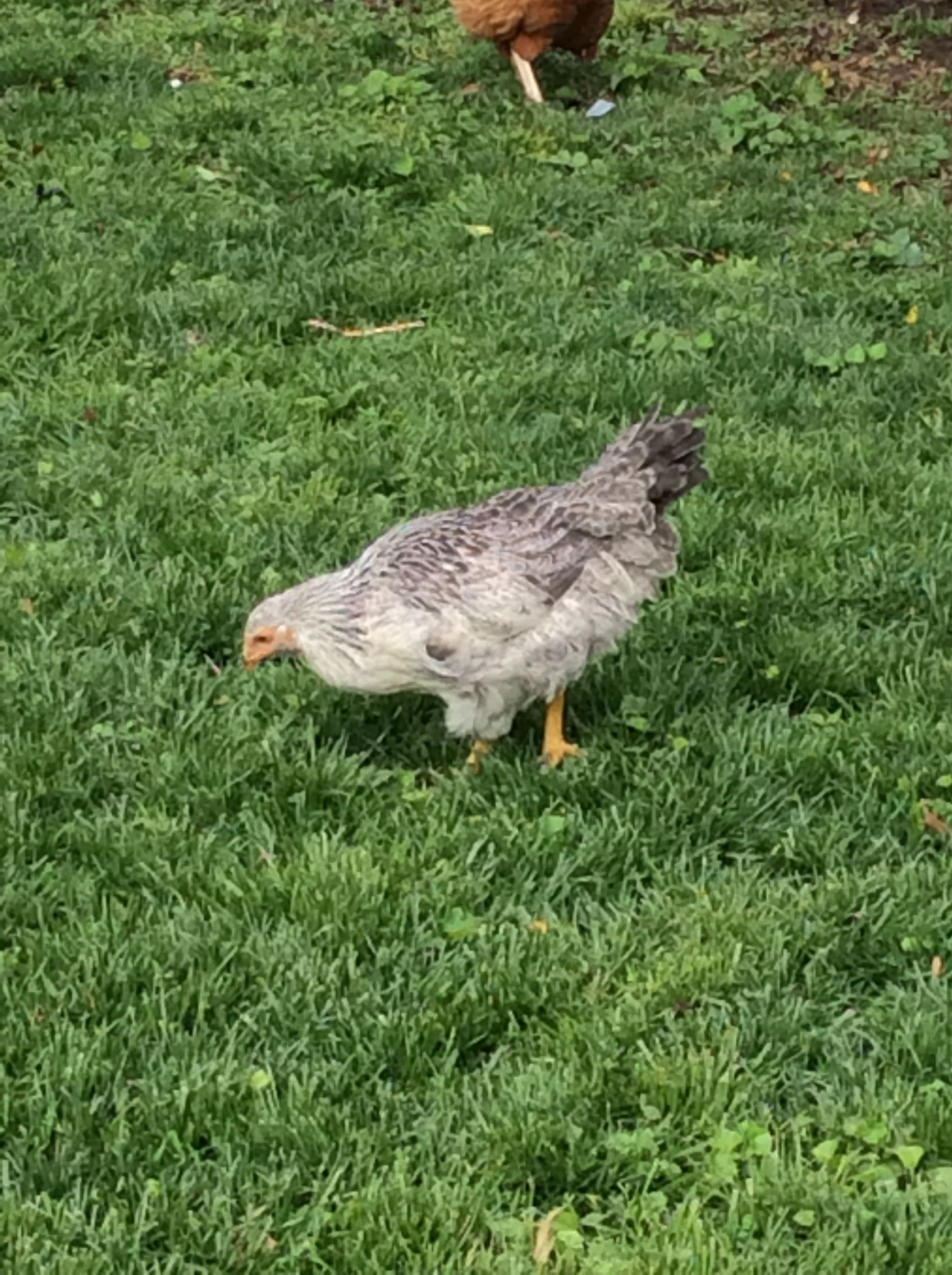 i'm not sure what this little chicken is. If you have any idea let me know.