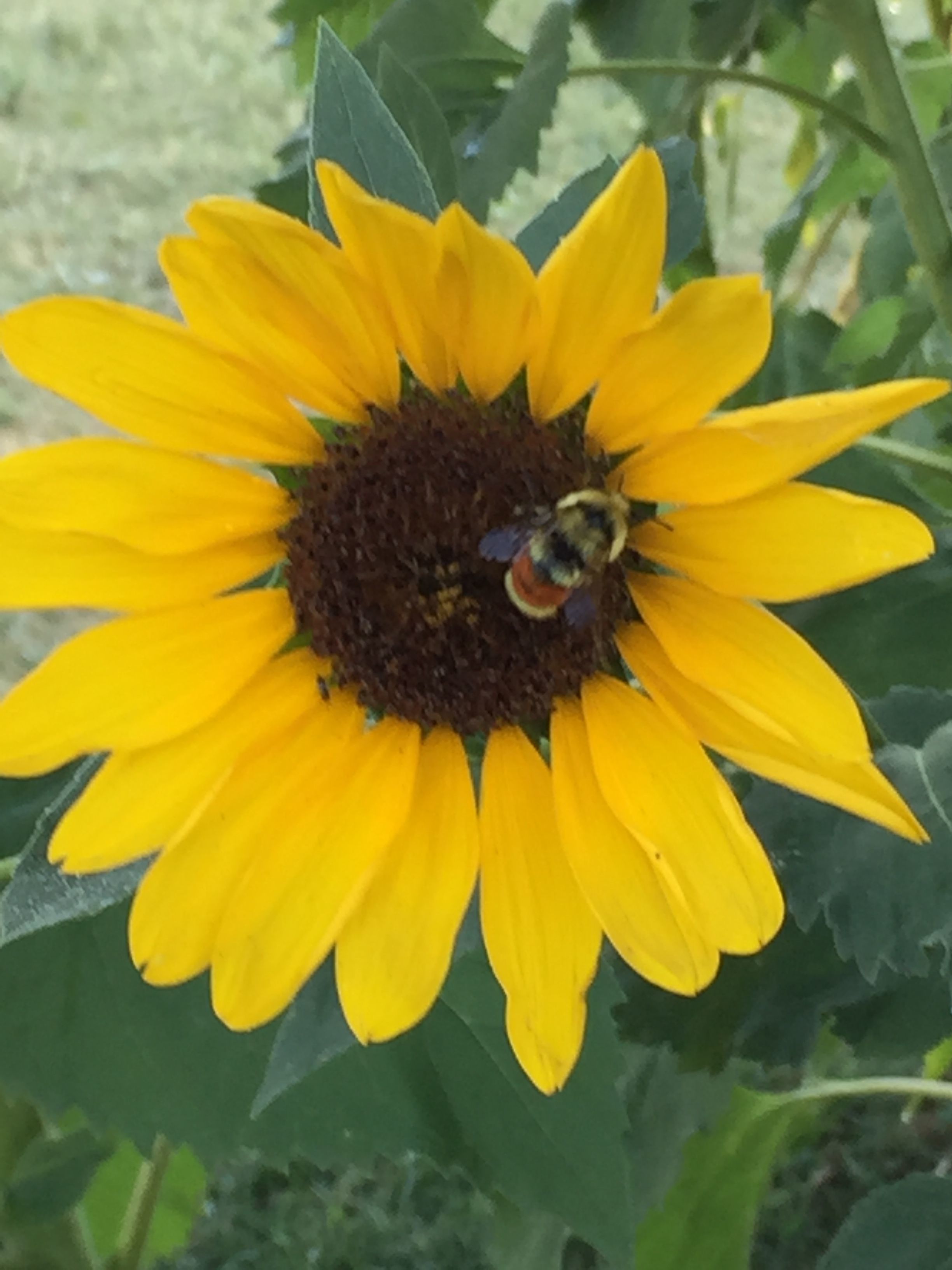 image.jpeg Sunflower with Rusty patch bumblebee