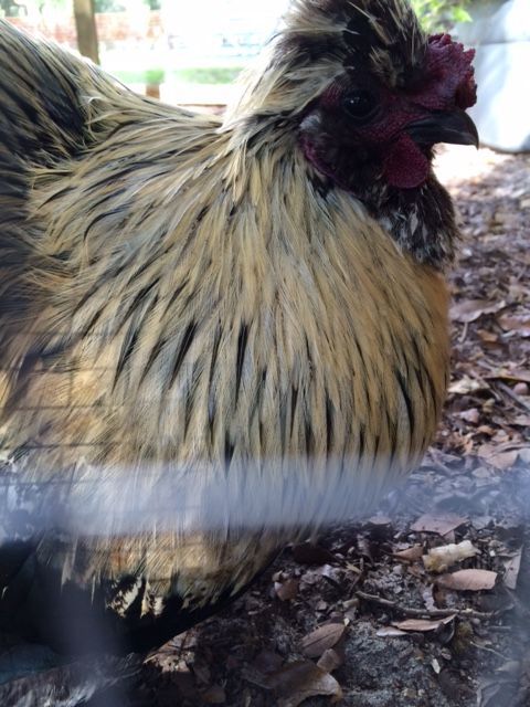 IMG_4959.JPG

This is my silkie/cochin rooster and he will cuddle for hours!