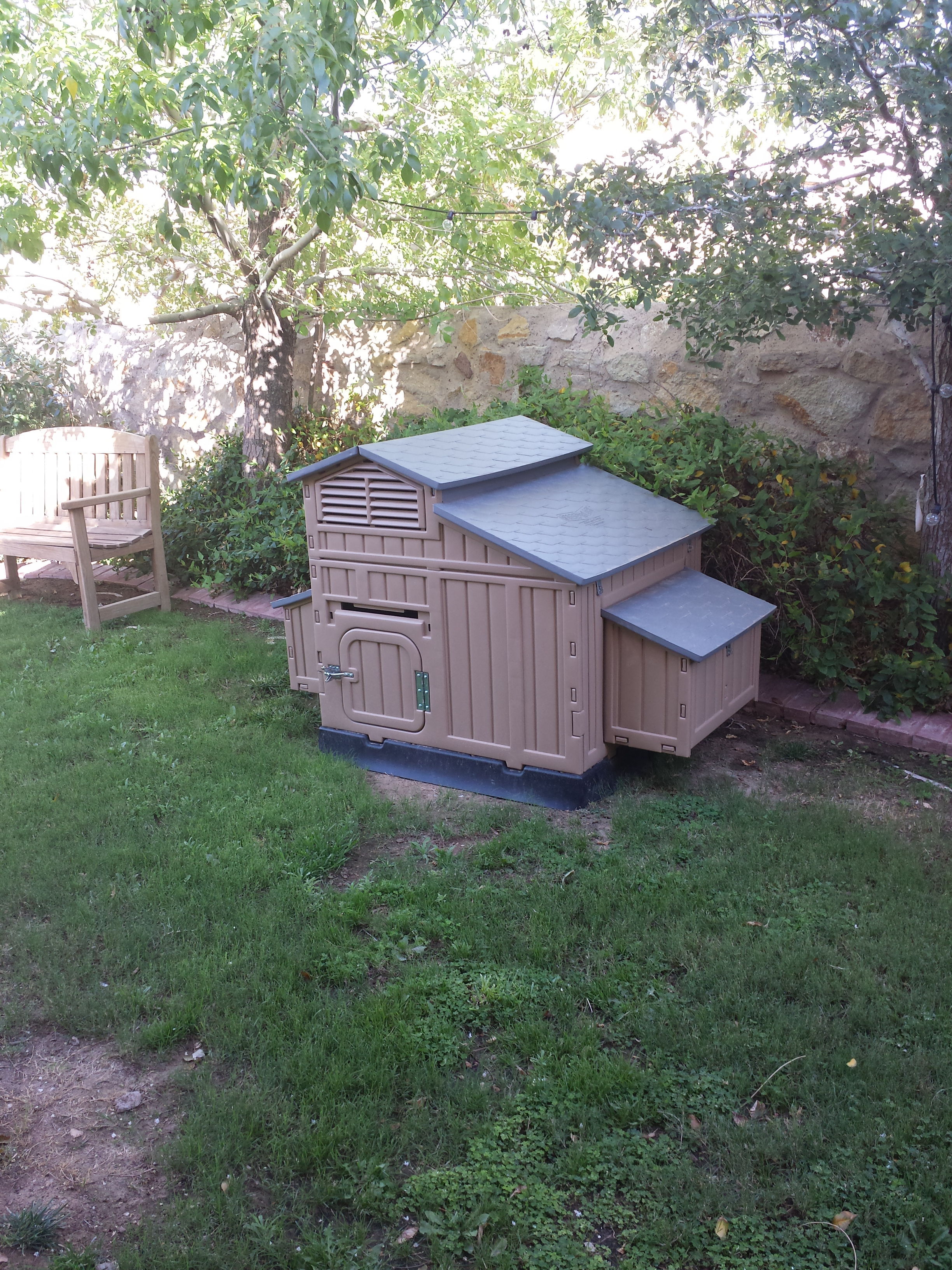 in the back yard we have a coop for the chicks when they free range