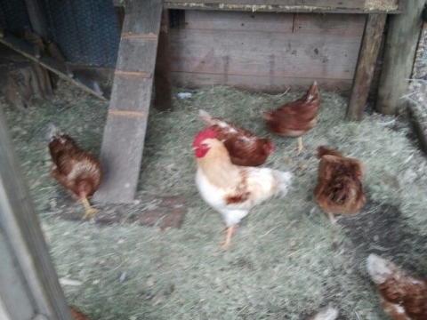 In the Coop.