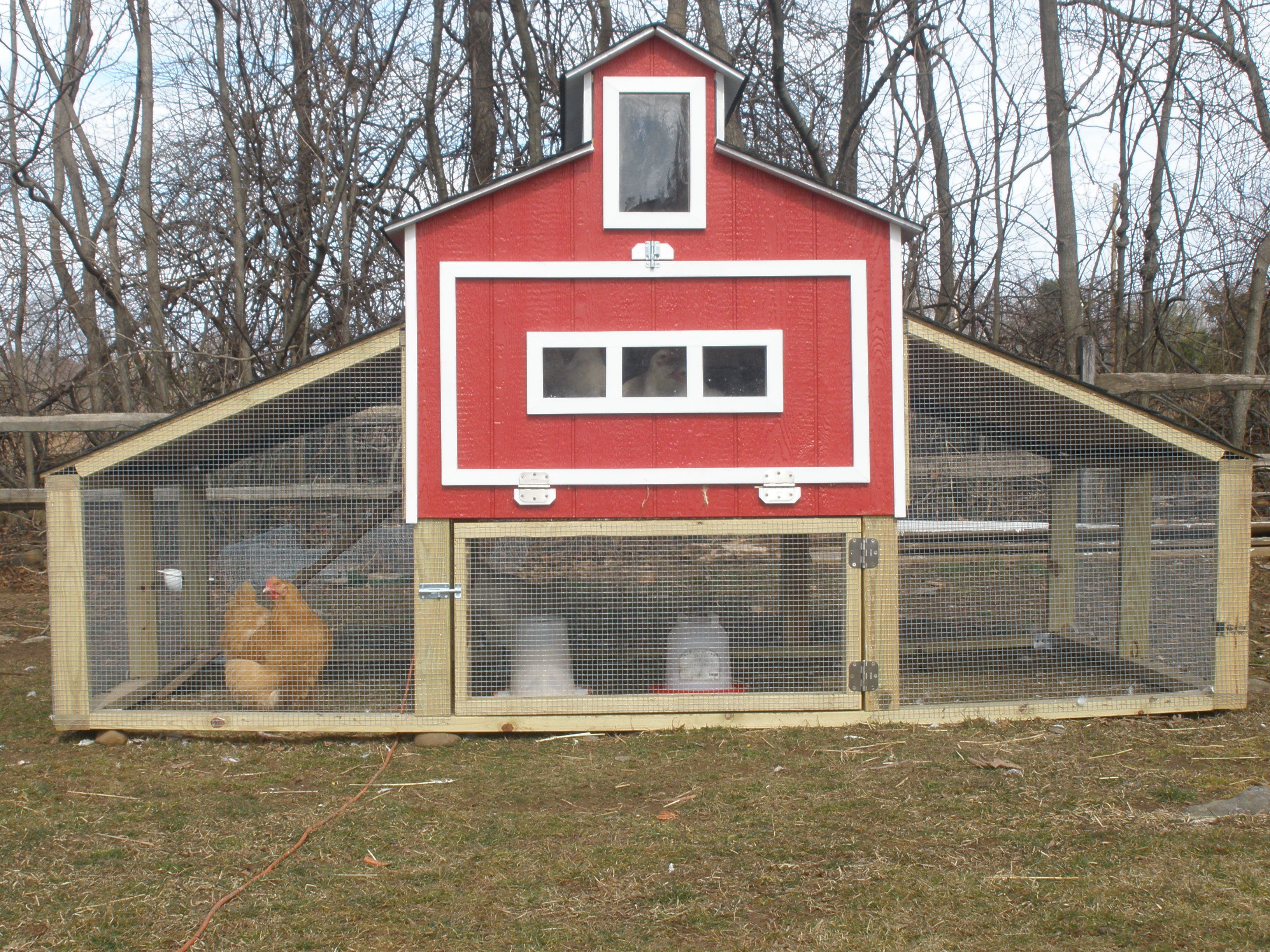 Insullated and wired coop , all winter no freezing water with 6 hen inside , with out use any heat.