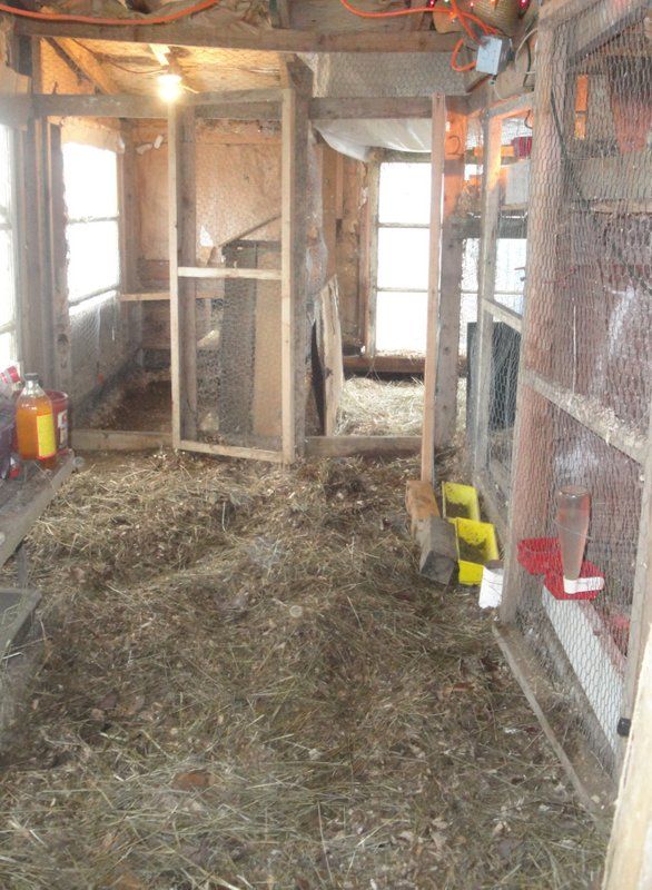 Interior of barn showing deep litter and multiple pens.