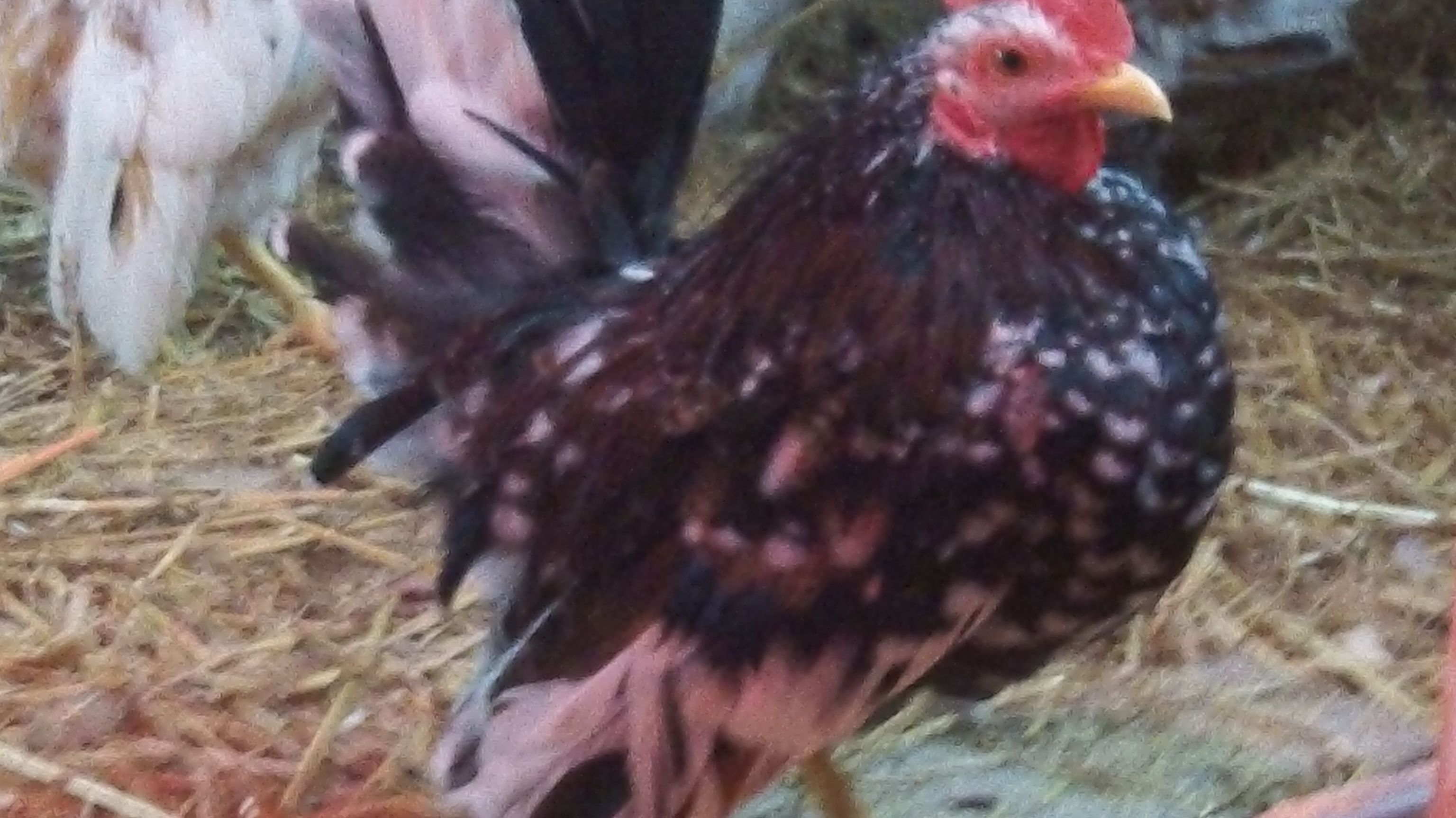Jack head roo in our coop..he helped raise sam & thunder