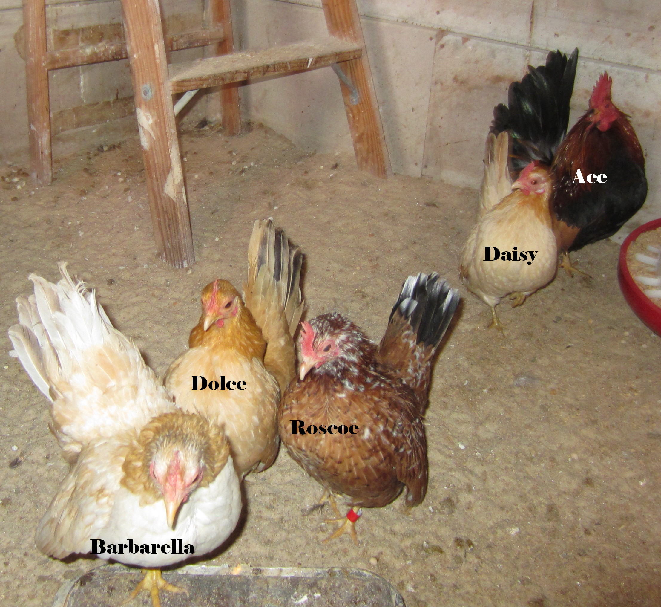 Jan 2012 Wheatie pen #3.  Ace was bred by Bobby C in Indiana, and the girls are all from my stock.  The three hens in front were the base of my 2011 show year, and I hope they get even better in 2012!