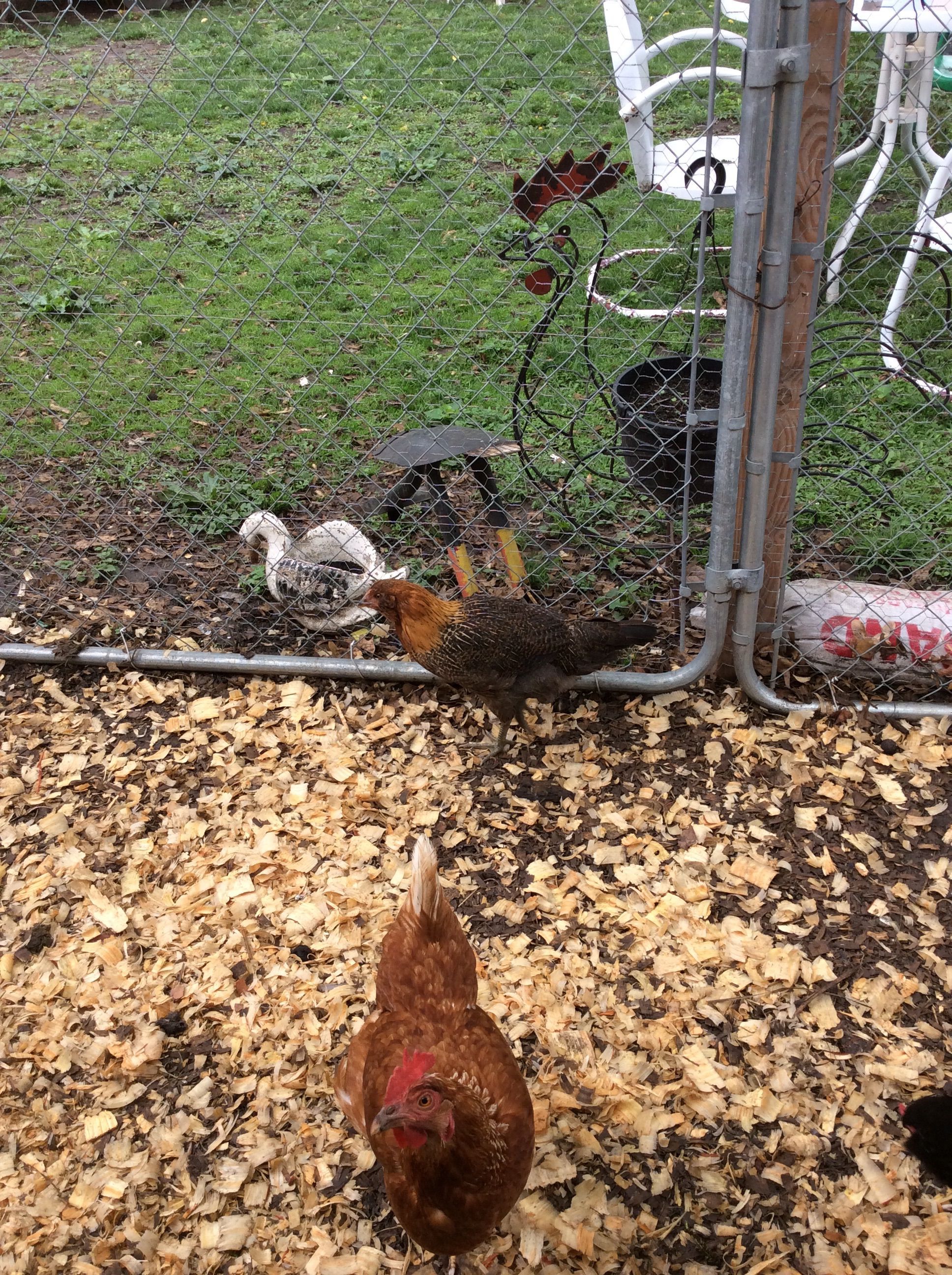 Just a couple of my flock.