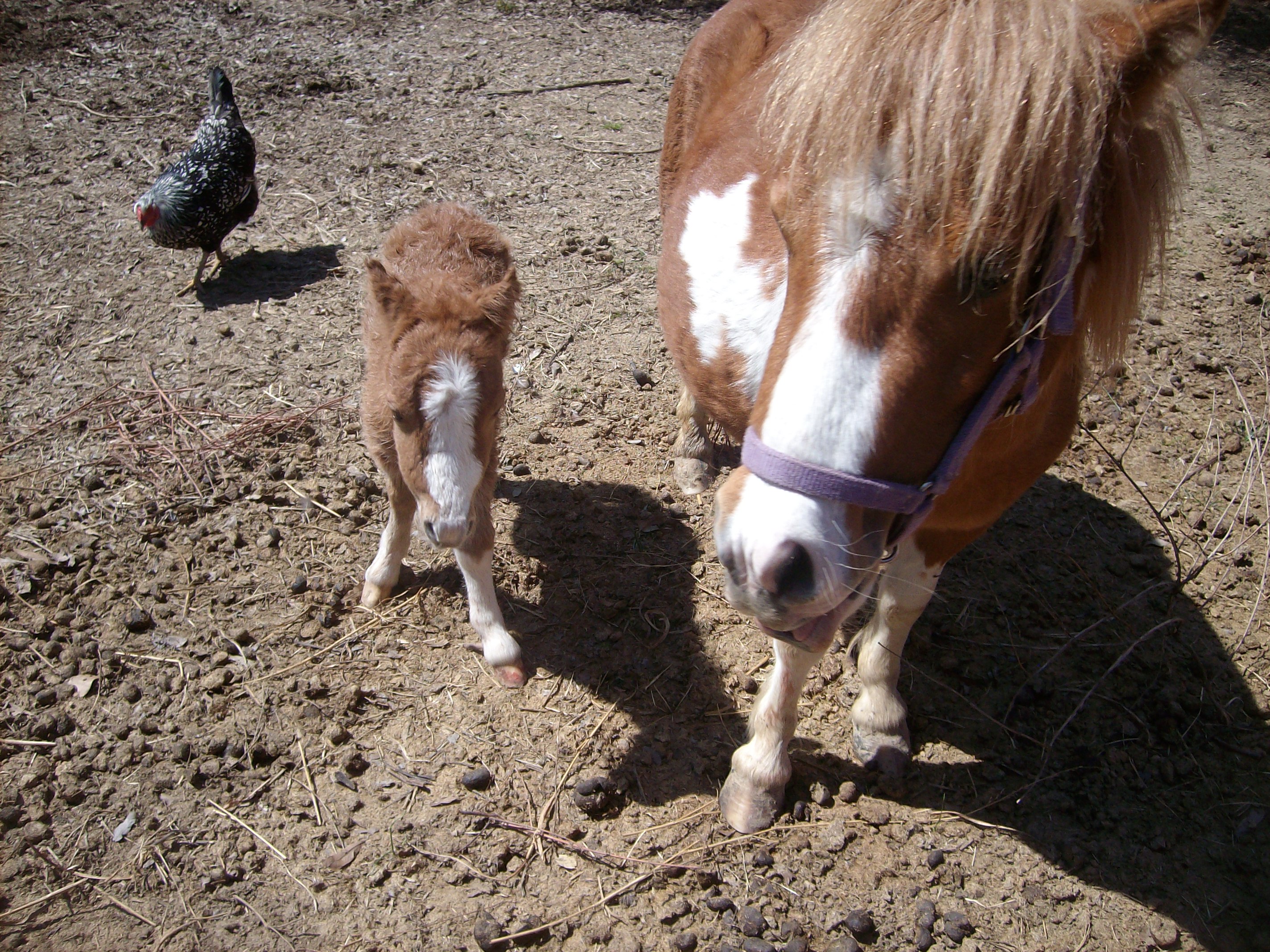 Just a few hours old.  My miniature horse, Shortcake, and her baby.
