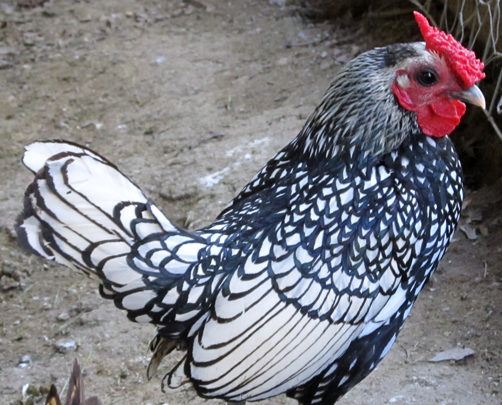 *Kenny* Silver Sebright Rooster