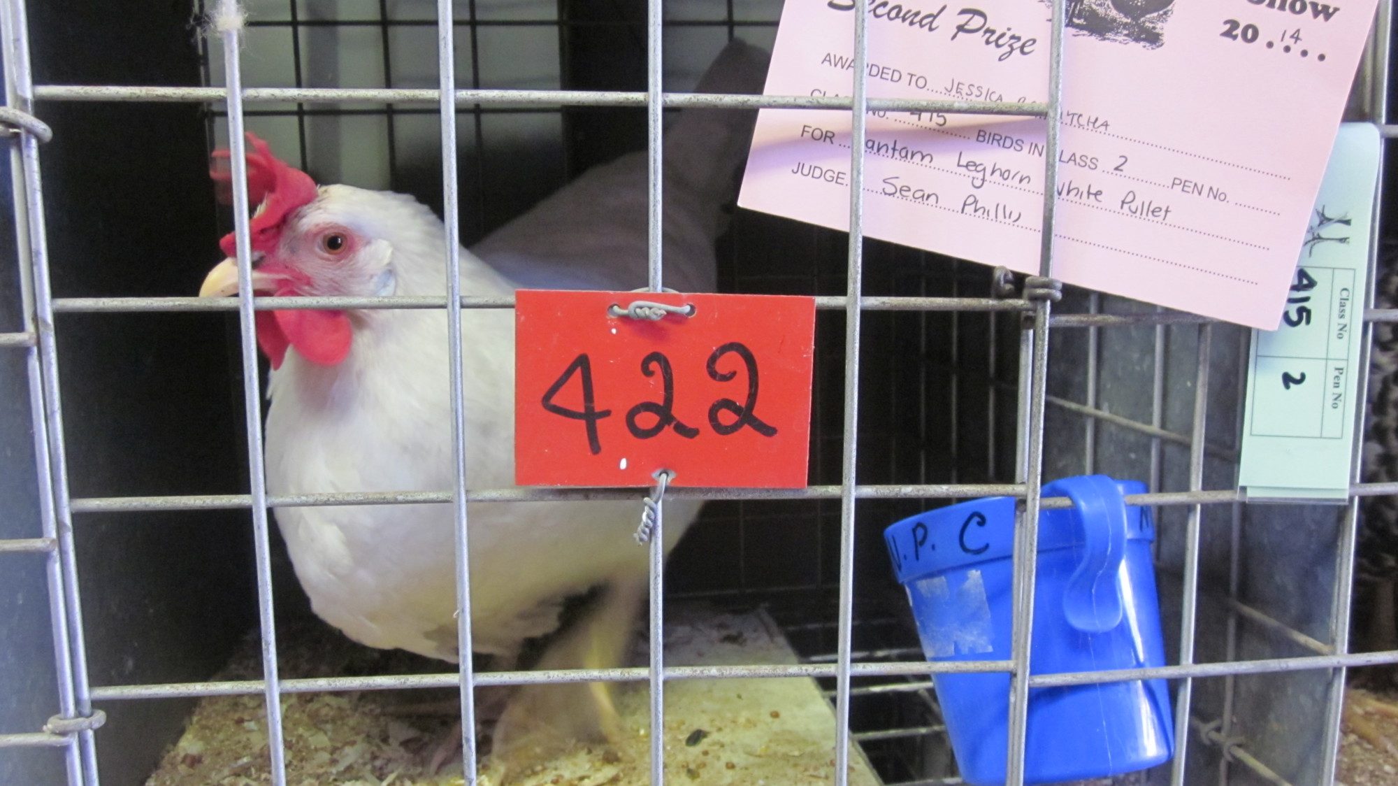 Leghorn pullet at Nowra poultry club annual show 2014