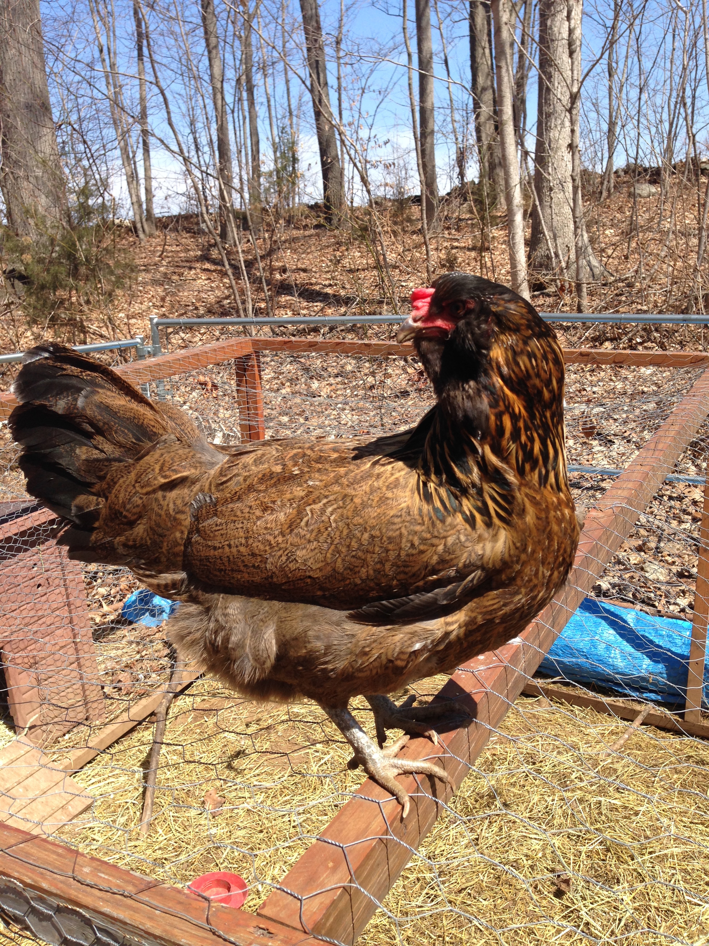 Lilly the Easter Egger hanging out on top of the run.