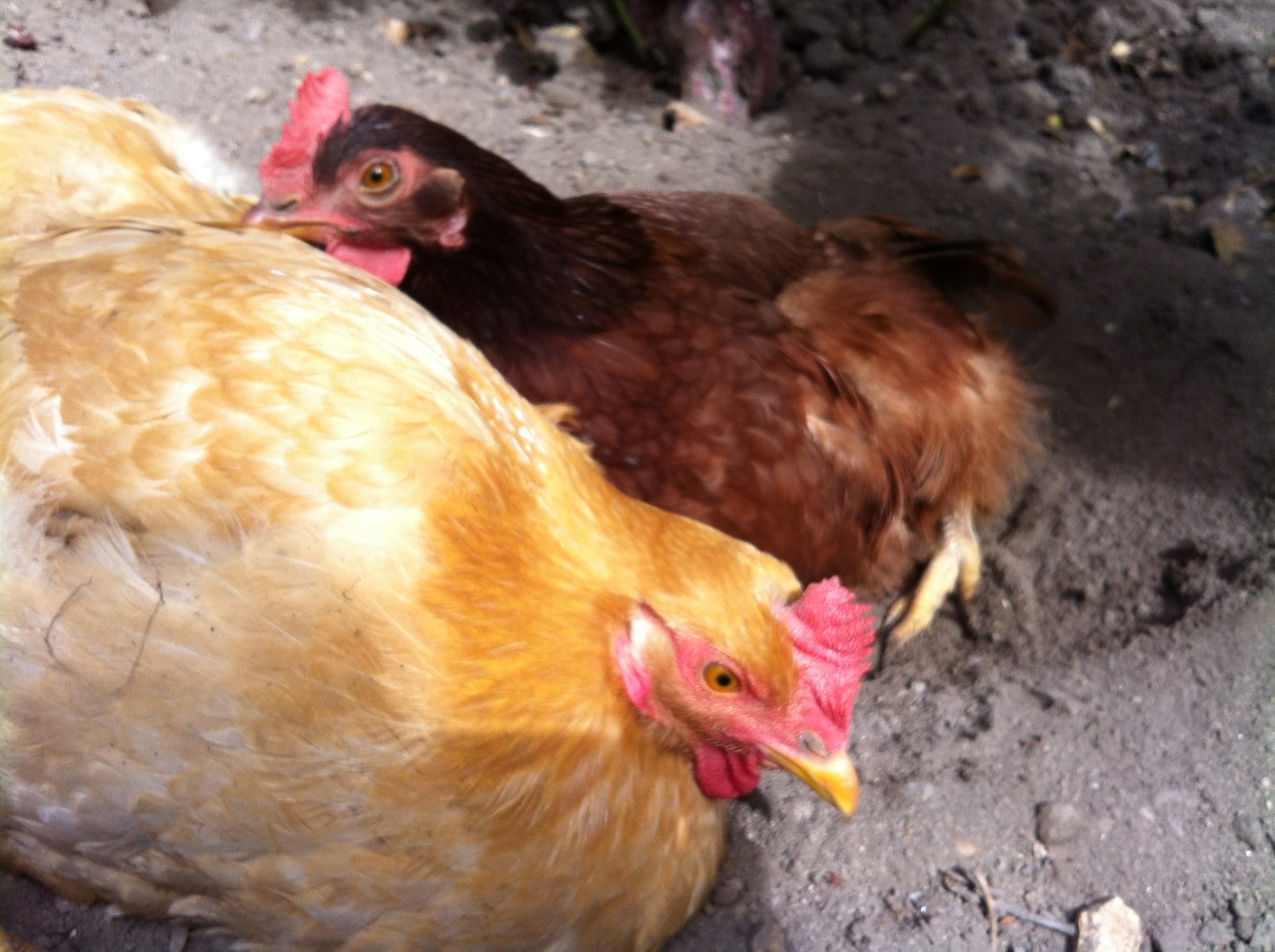 Lily and Daisy were raised together ever since they were chicks. Ever since then, they were inseparable, until Lily (yellow chicken) passed away during a raccoon fight. 
Daisy (Boston Red) was heartbroken, until she met a new chicken named Tulip. But there will always be a spot in her heart for Lily.