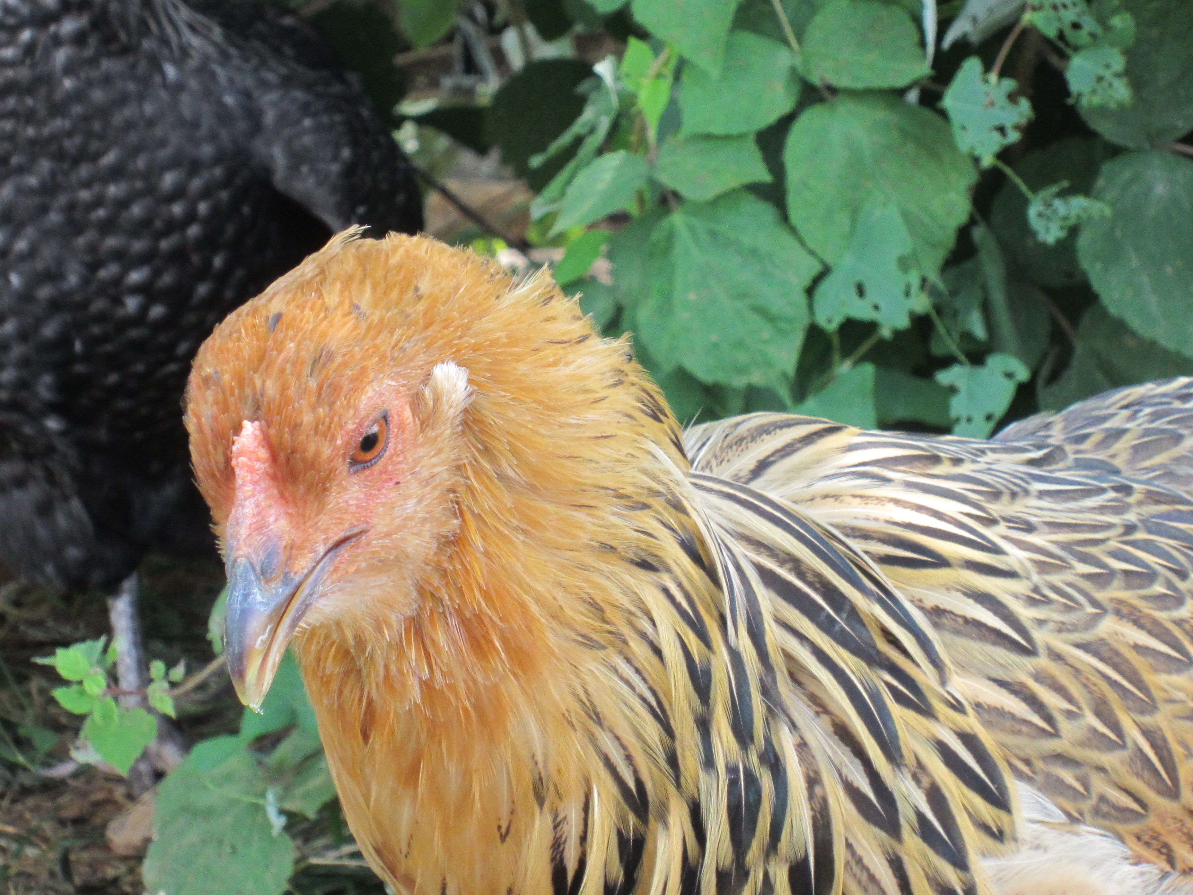 Lindsey, an Americauna hen. She is very beautiful, a nice shiny gold with soft brown/black feathers. She is probably the prettiest hen I've got.