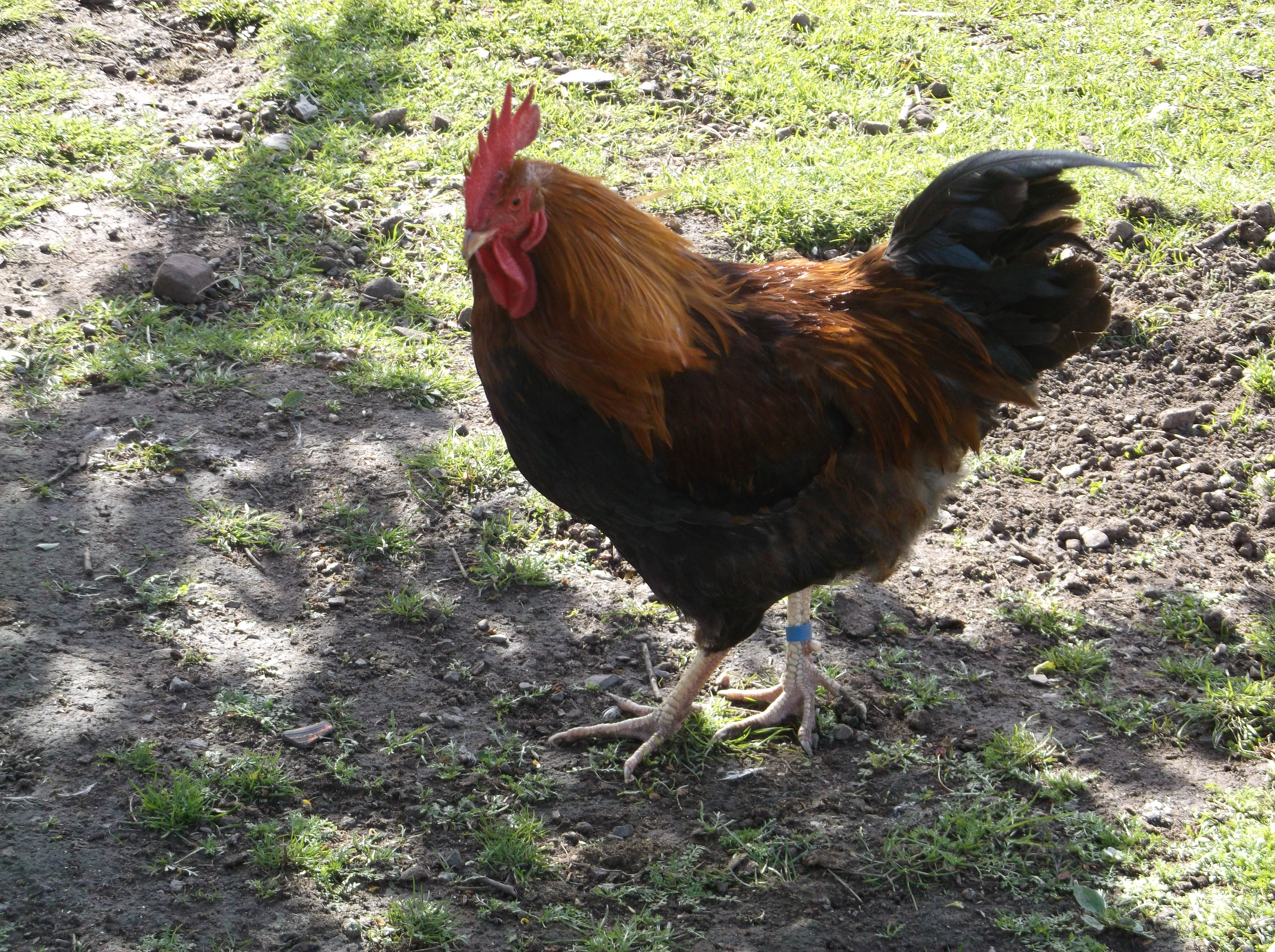 Loki, second Welsummer cockerel. Named because he is a sly little thing!