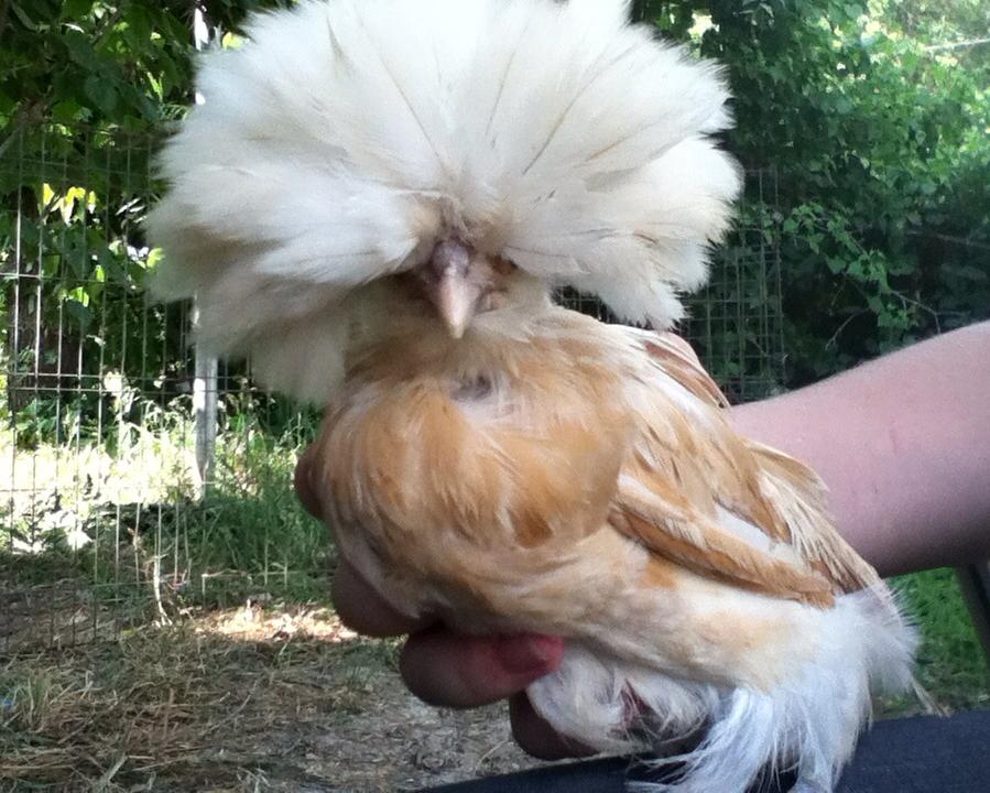 Lola, the new girl and the talk of the coop! Shes a beauty isnt she?
