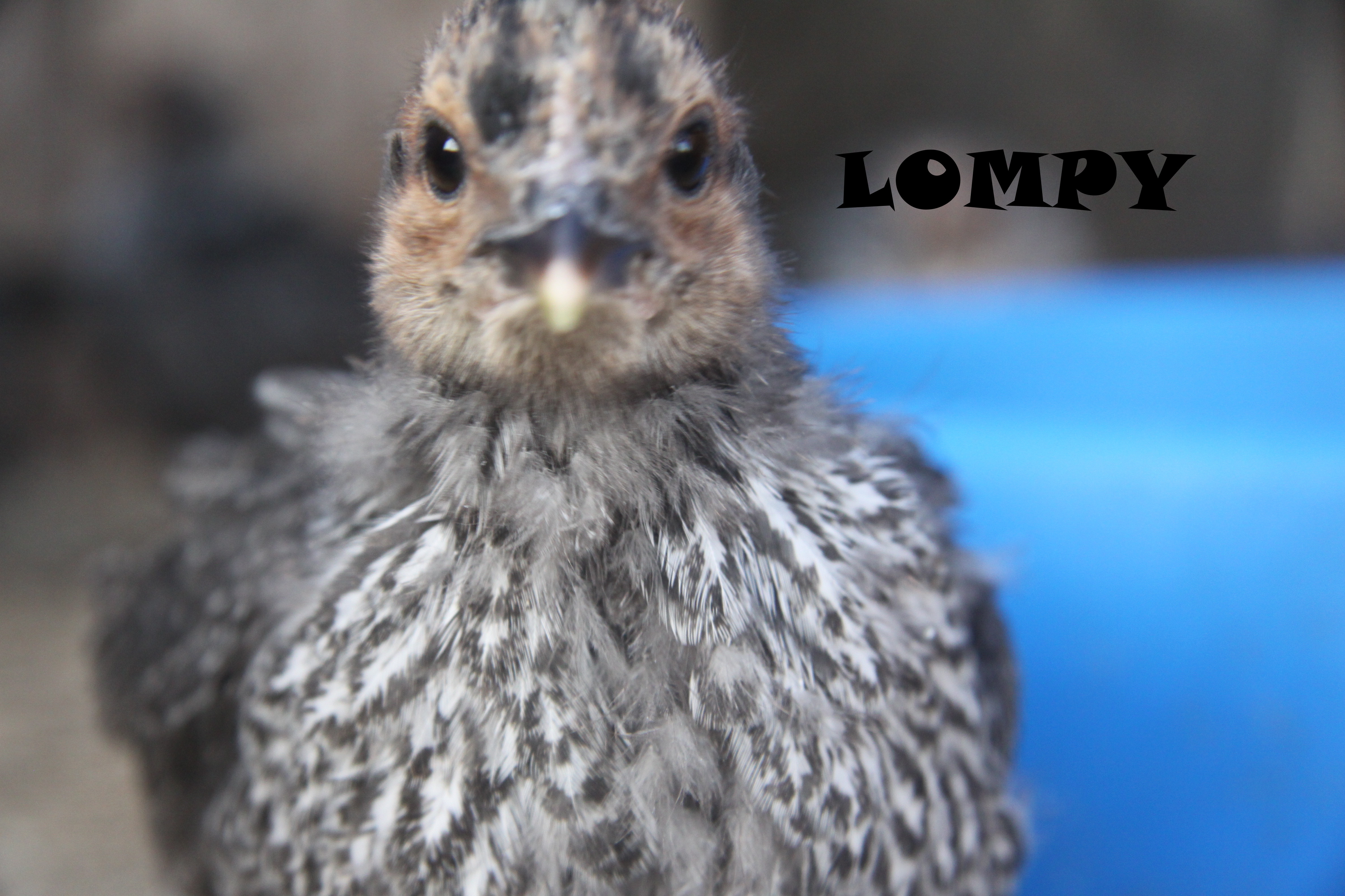 Lompy