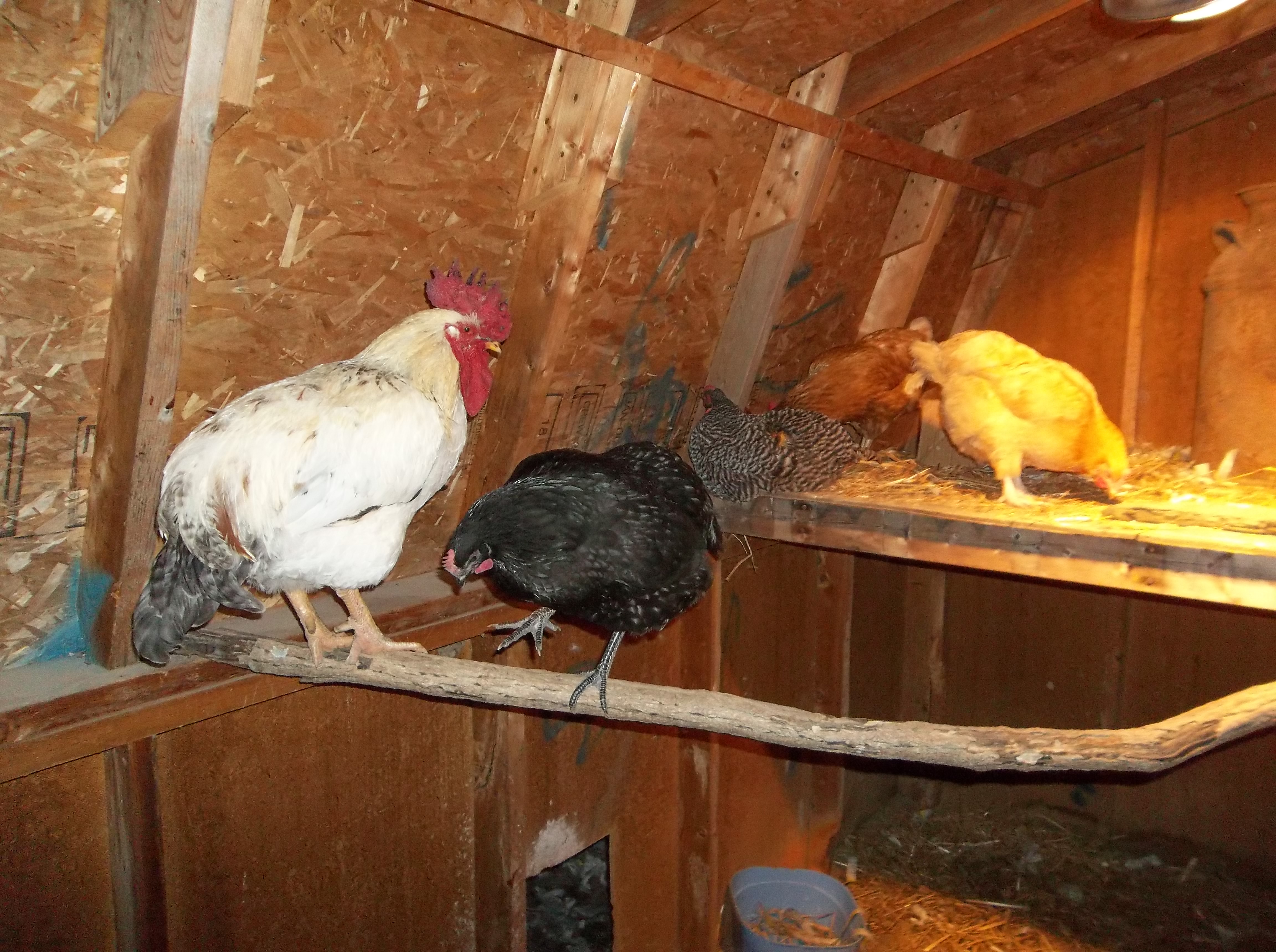 Looks like it is going to be a long night for Elvis trying to get the hens to bed tonight lol.