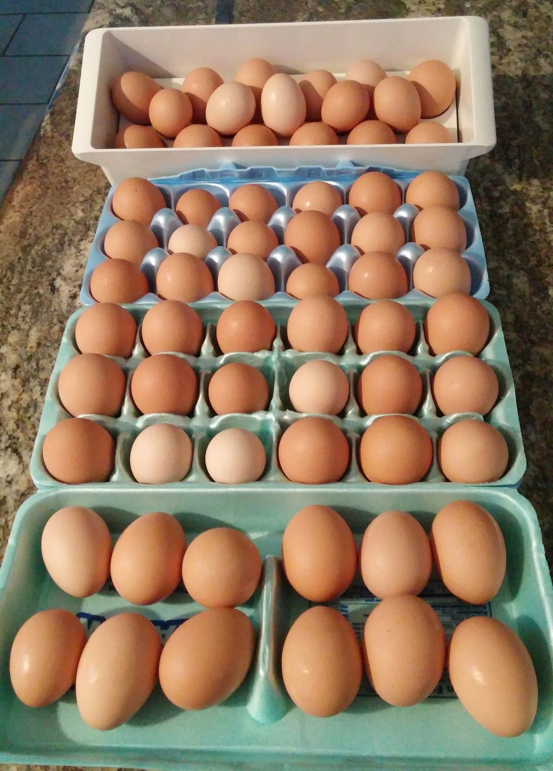 Lots of fresh eggs!! Thanks girls!