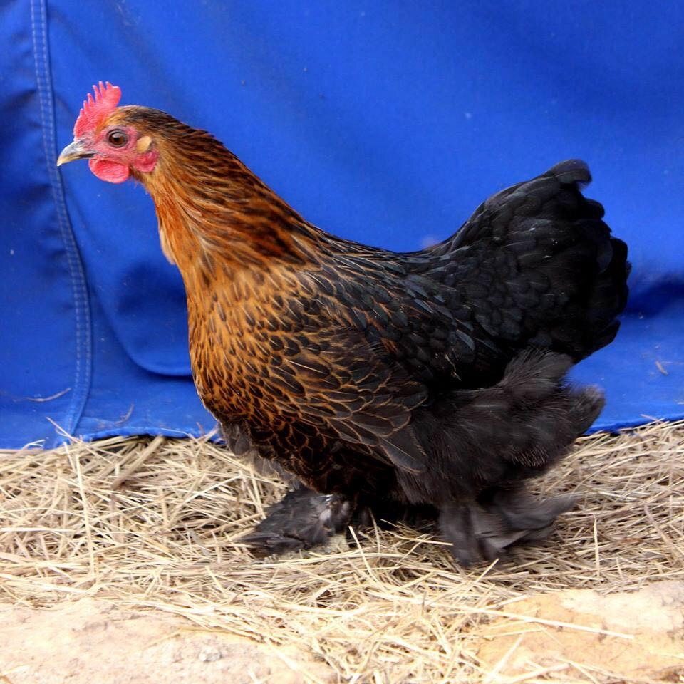 Lovely Lena, one of my first Cochin hens.