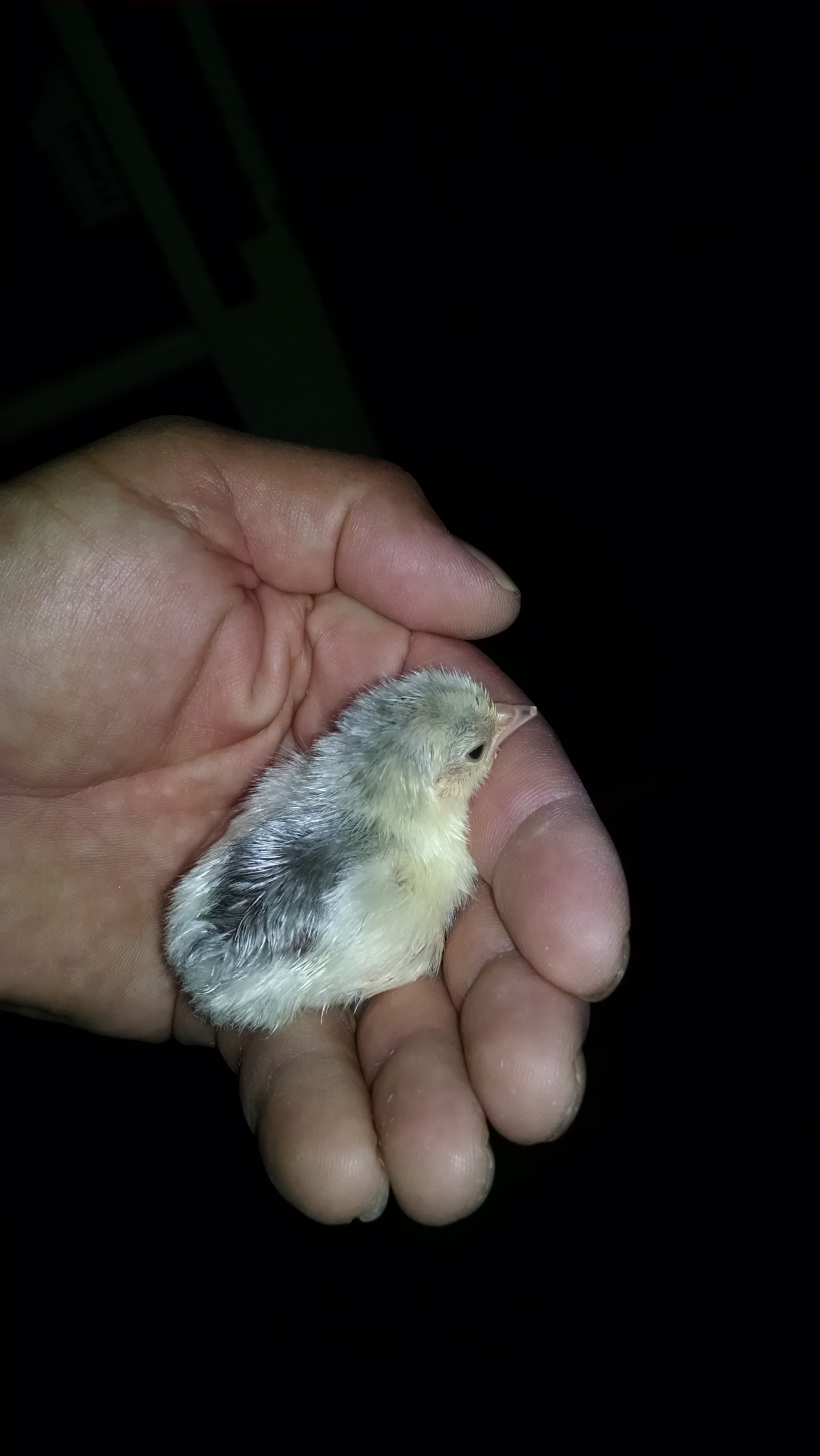Lucky 13 hatched last night. Another Platinum Chick! :-)
=8!
