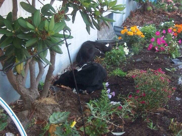 Lucky and Lucy laying in my flowers