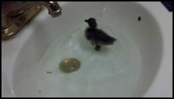 lucky big duck bath