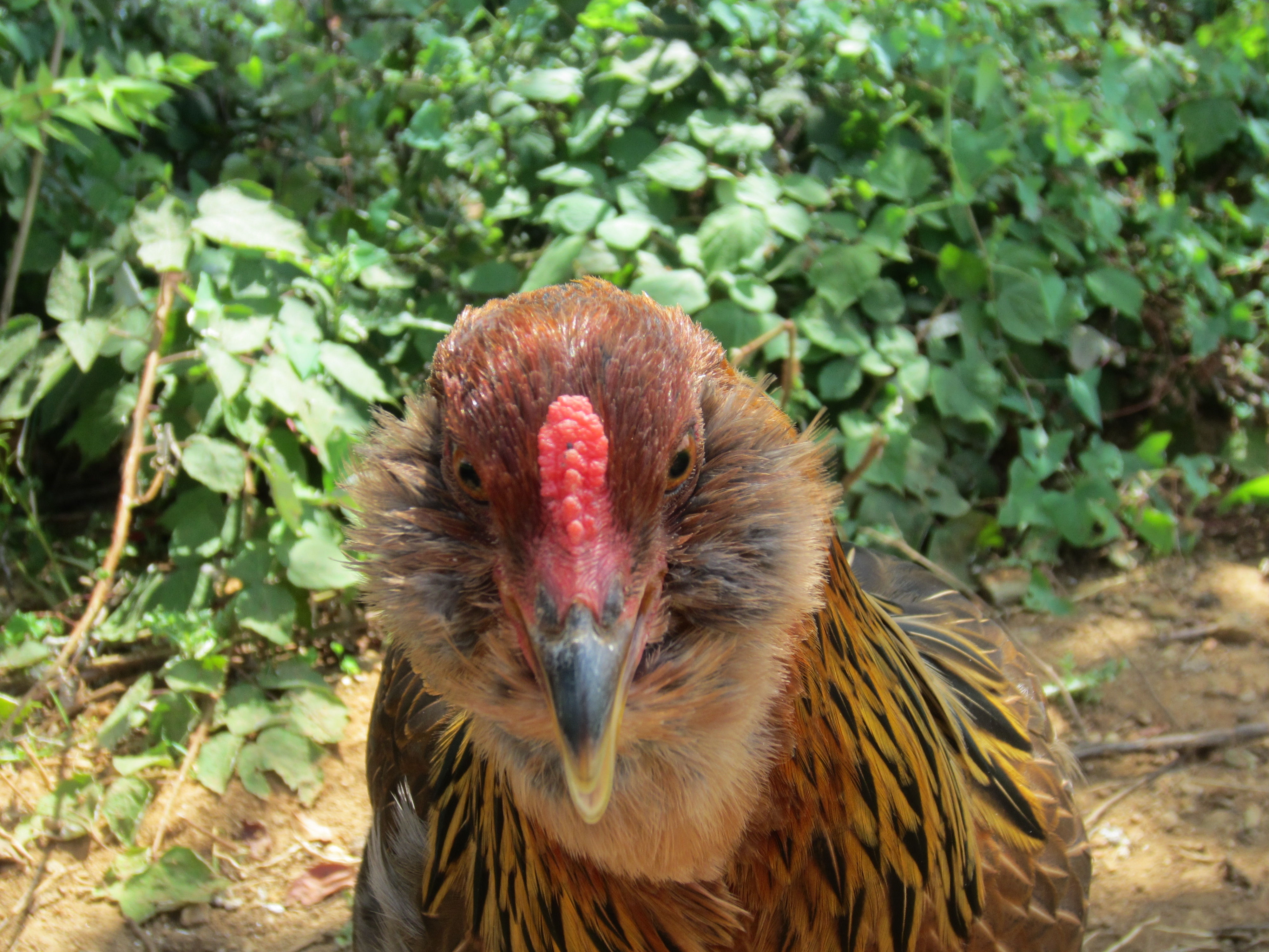 Lucy, our Americauna hen. She is very sweet and cute, but doesn't much like being held.