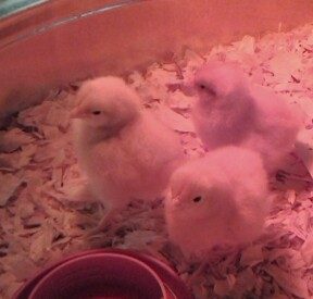Matilda, Marigold, & Buttercup-3days old & first day home!