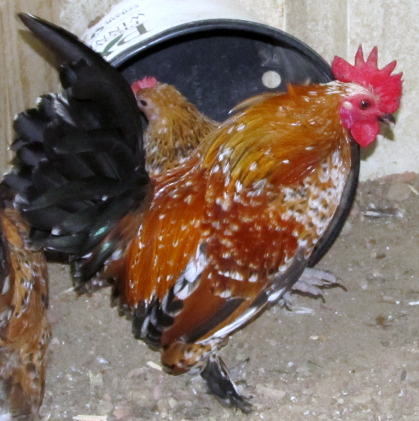 Mille Fleur D'Uccle Rooster