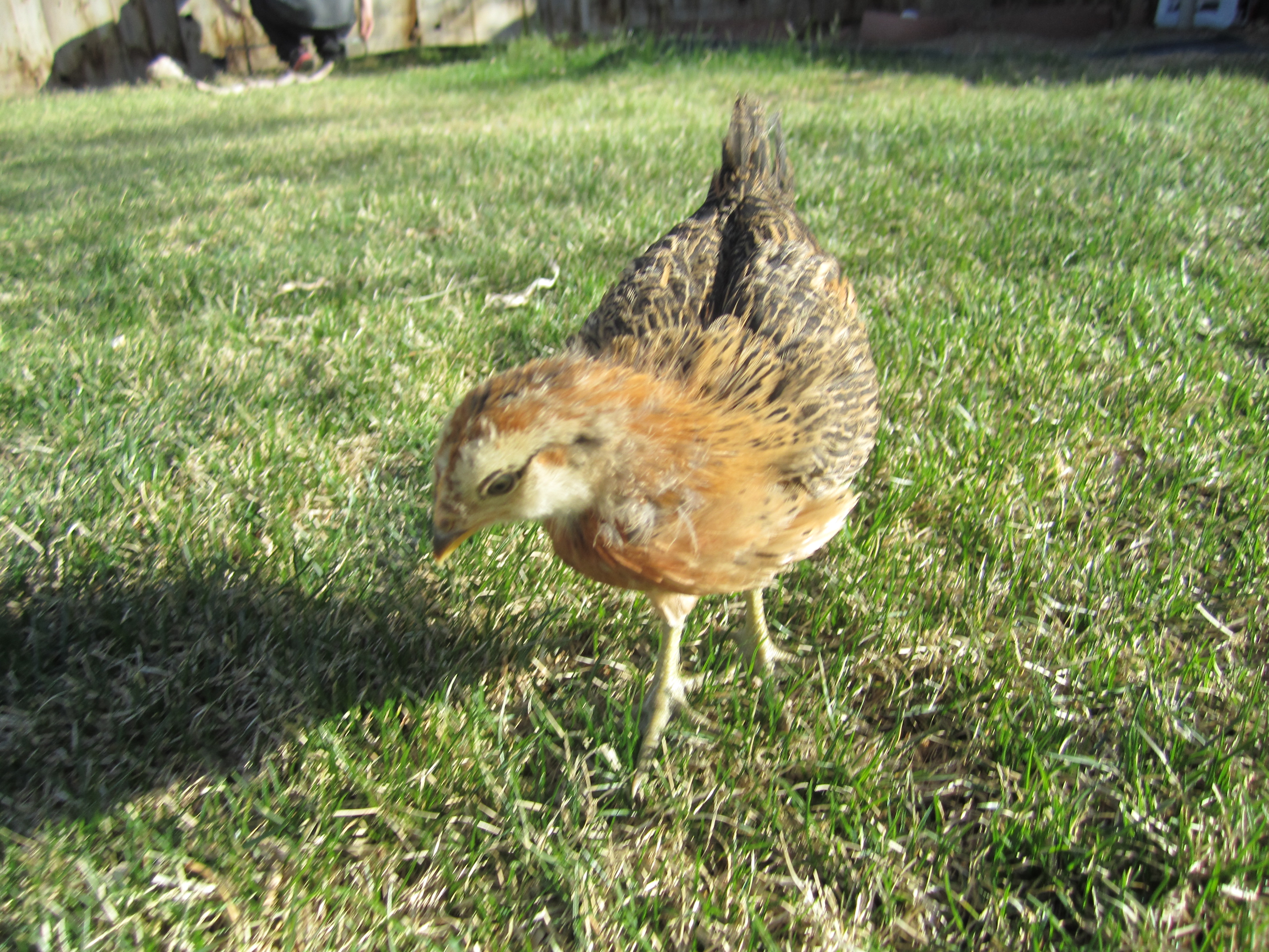 Miss Angel - about a month old (Ameraucana)