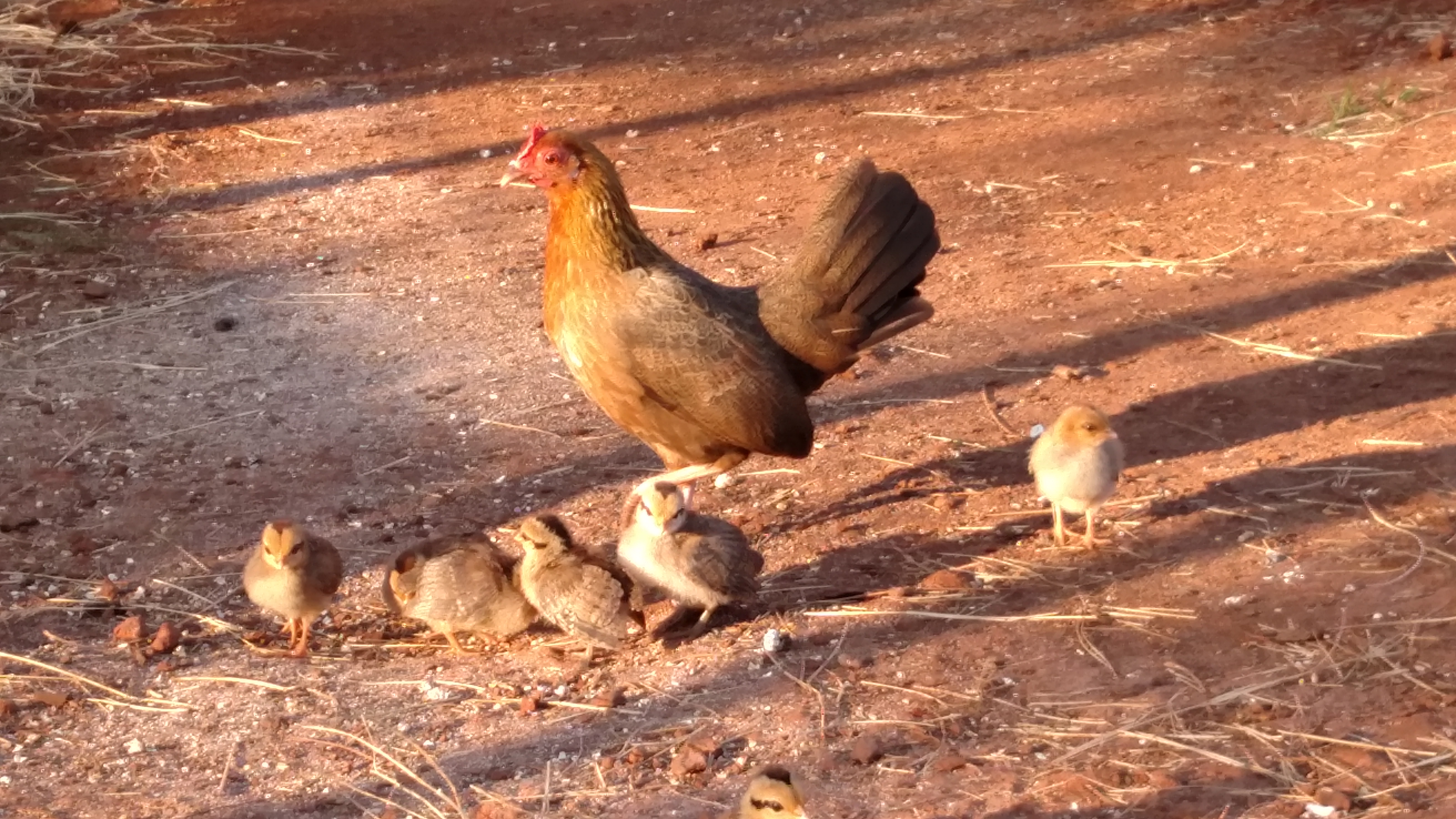 Momma hen & babies