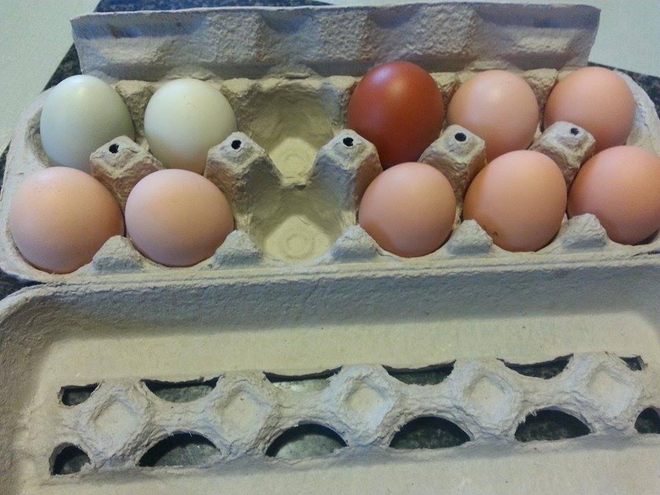 more of today and yesterdays eggs.  we got 8 eggs so far today