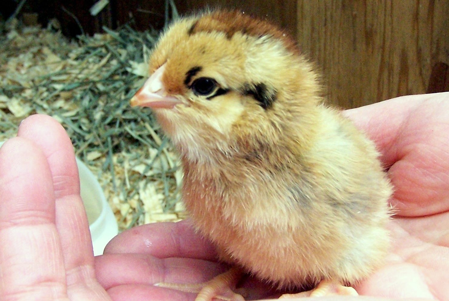 Ms. Marvel as a chick (June 2013 brood from a mystery bag of eggs)
