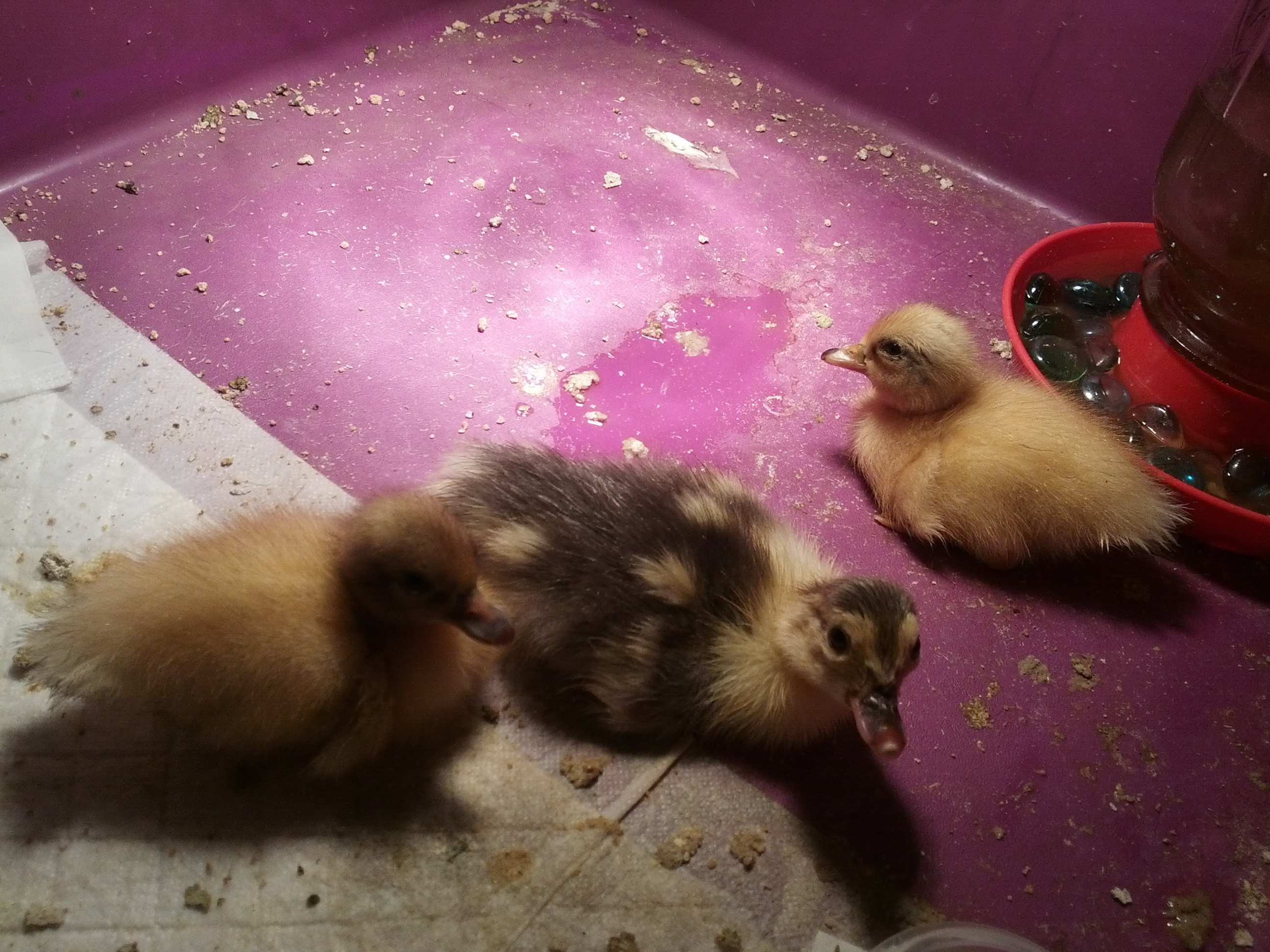 muscovy just hatched 6/8/12