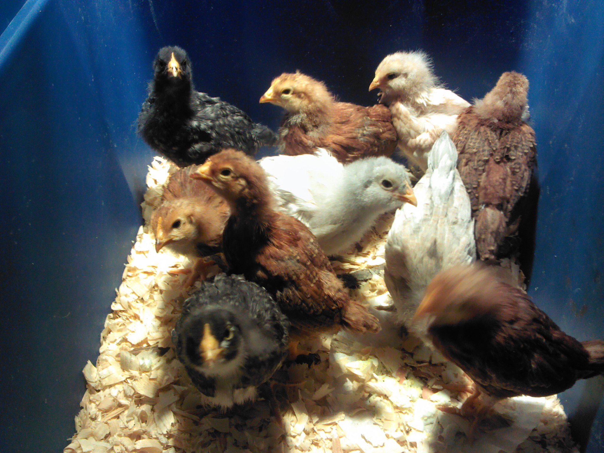 *My 10 chicks at 3 weeks - May 2013