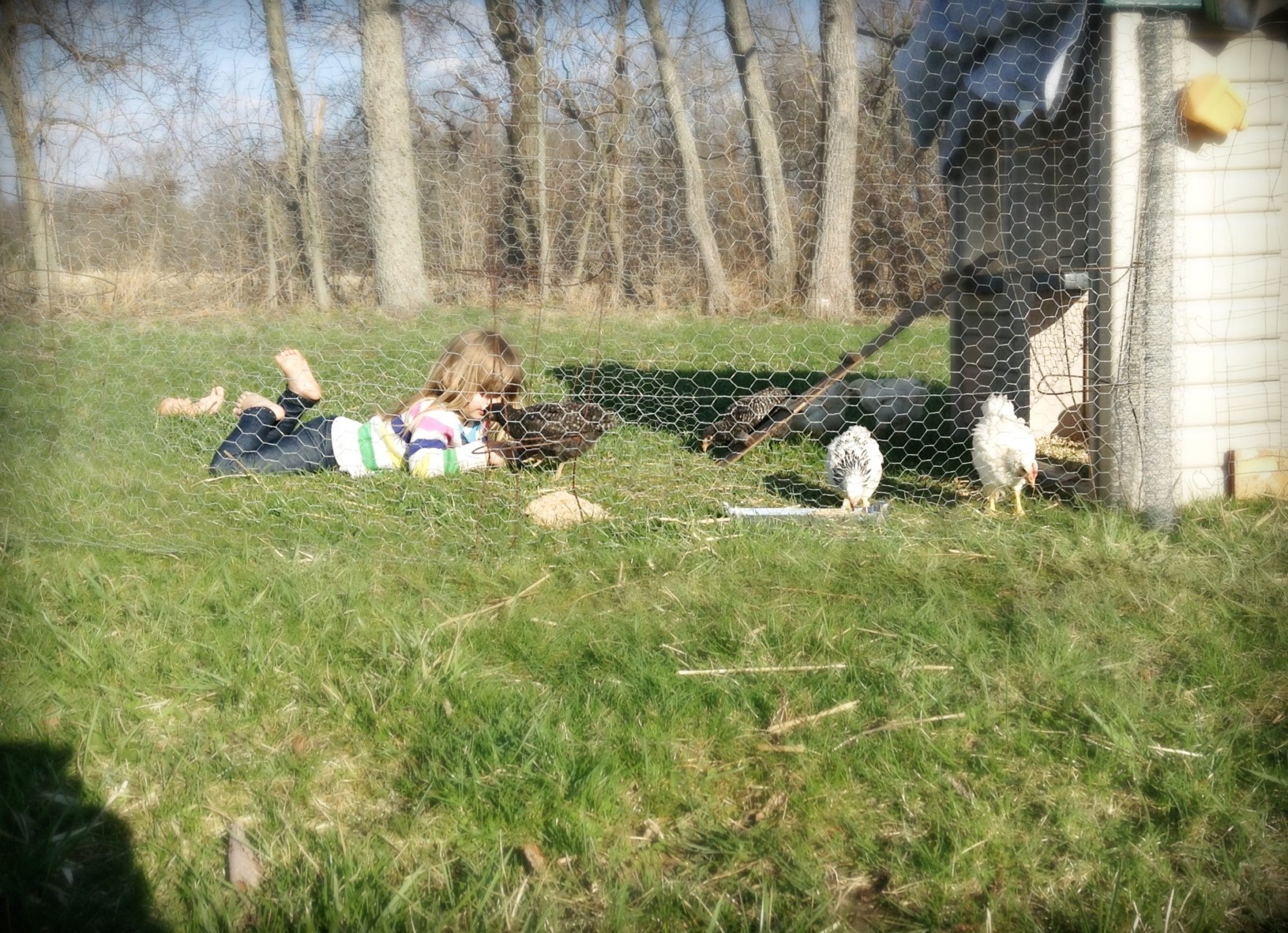 My 3 year old with her favorite friends! Three white with red comb, two barred rock (Inky and Dinky), and one grey and black with hairy legs( Foggy, her favorite).