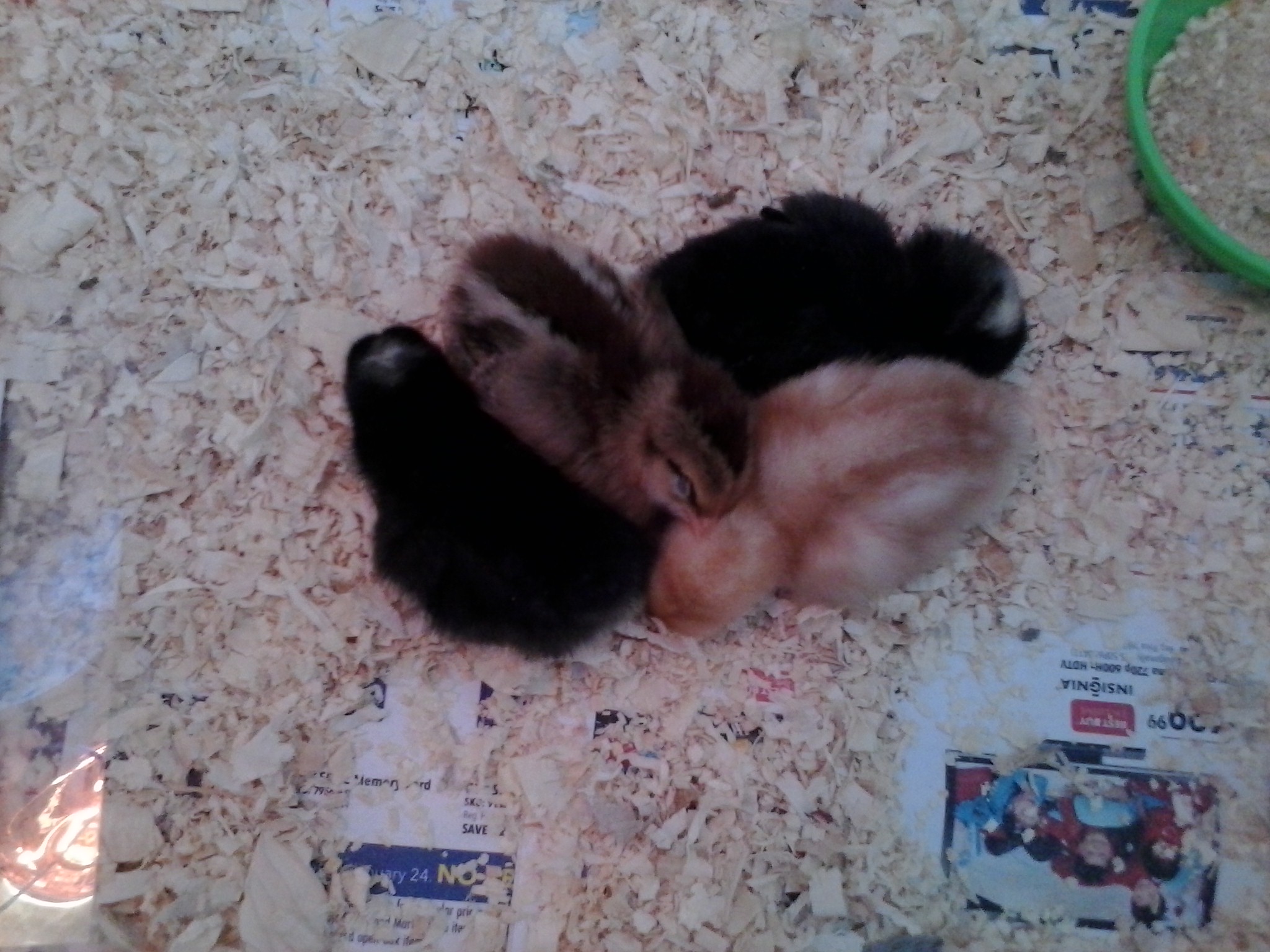 My 4 baby chicks.
