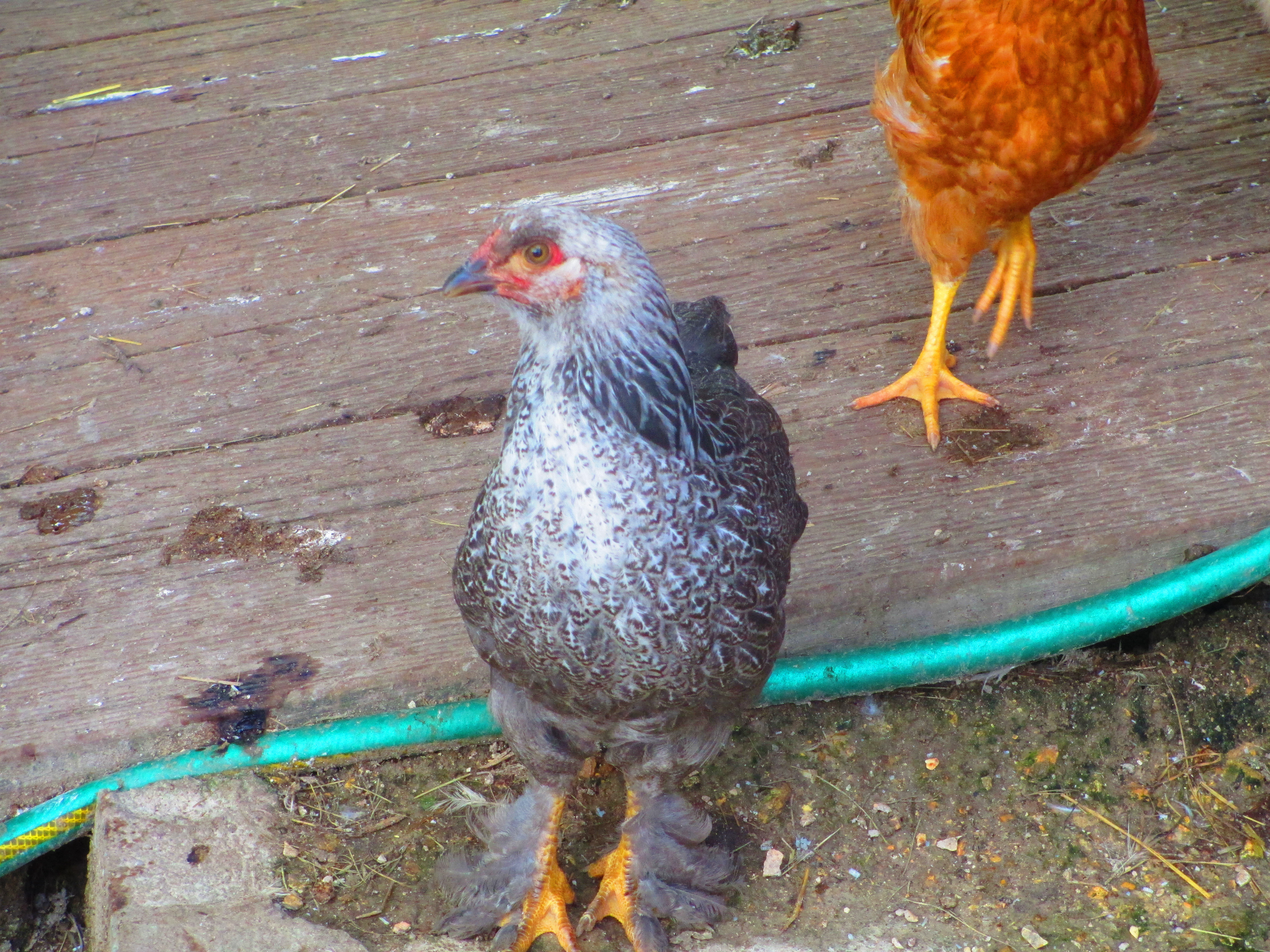 My barred rock hen. She has gotten quite hefty since this picture.