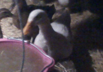 my best pekin duck