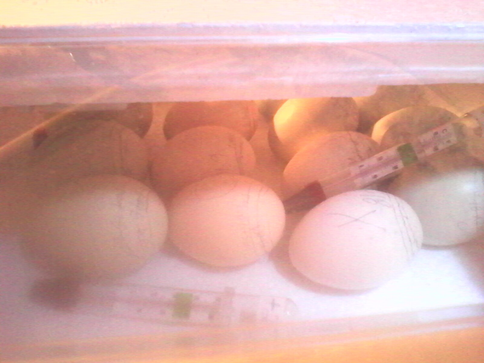 My chicken eggs in lockdown.