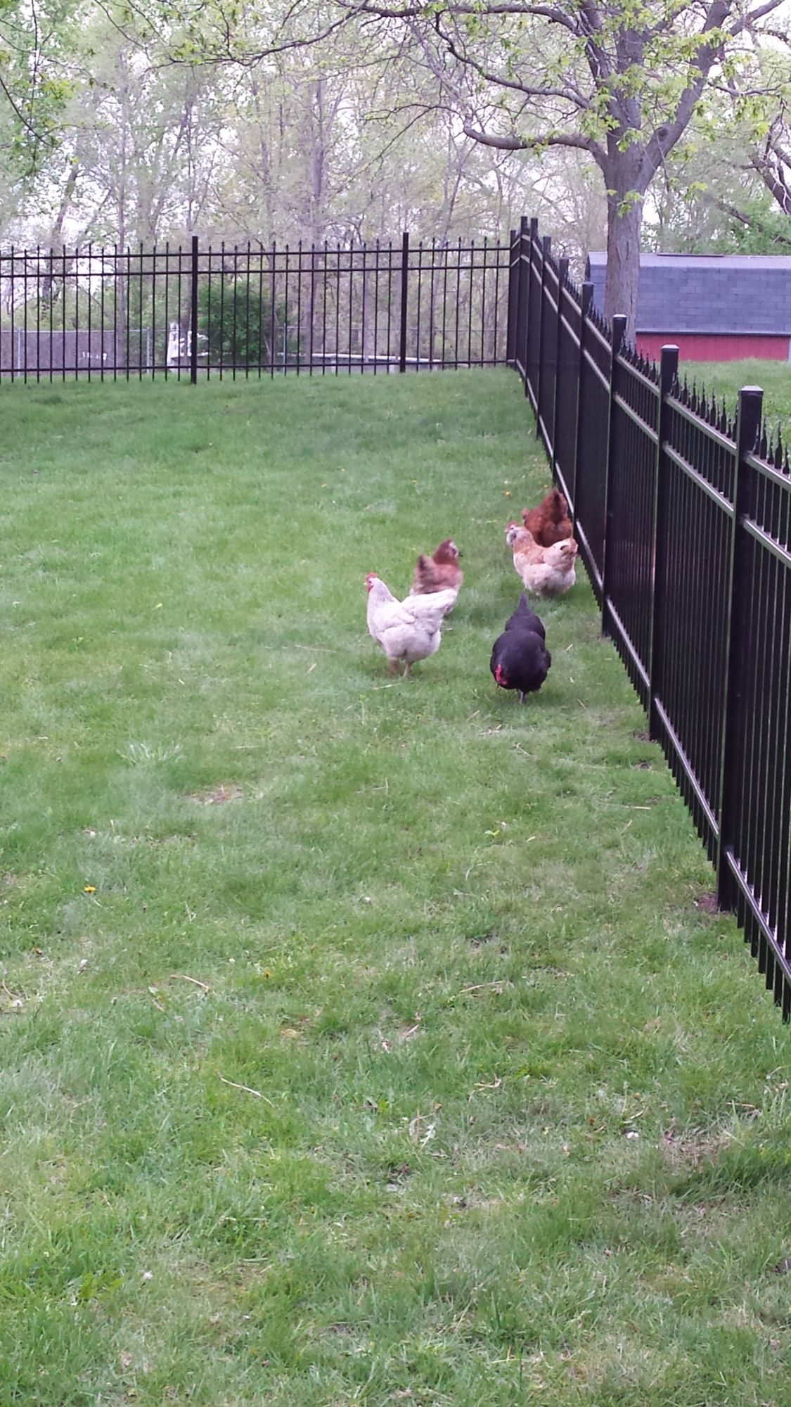 my chickies walking around my backyard!