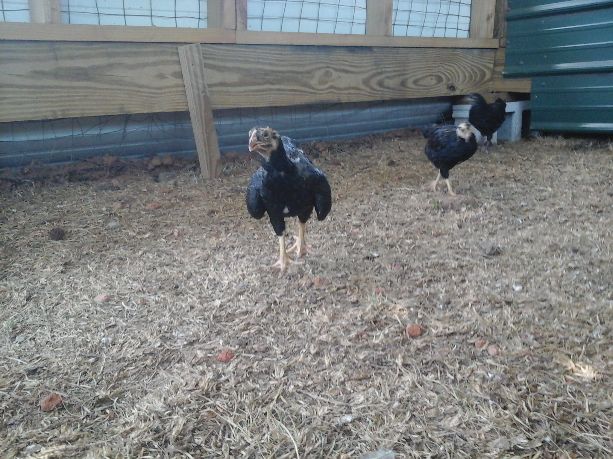 My dark Cornish rooster dark stripe with a pullet in the background