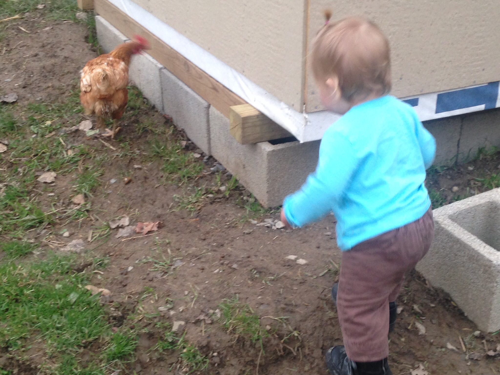 My daughter, CJ, following Betsy around while we were building the new chicken condo.
