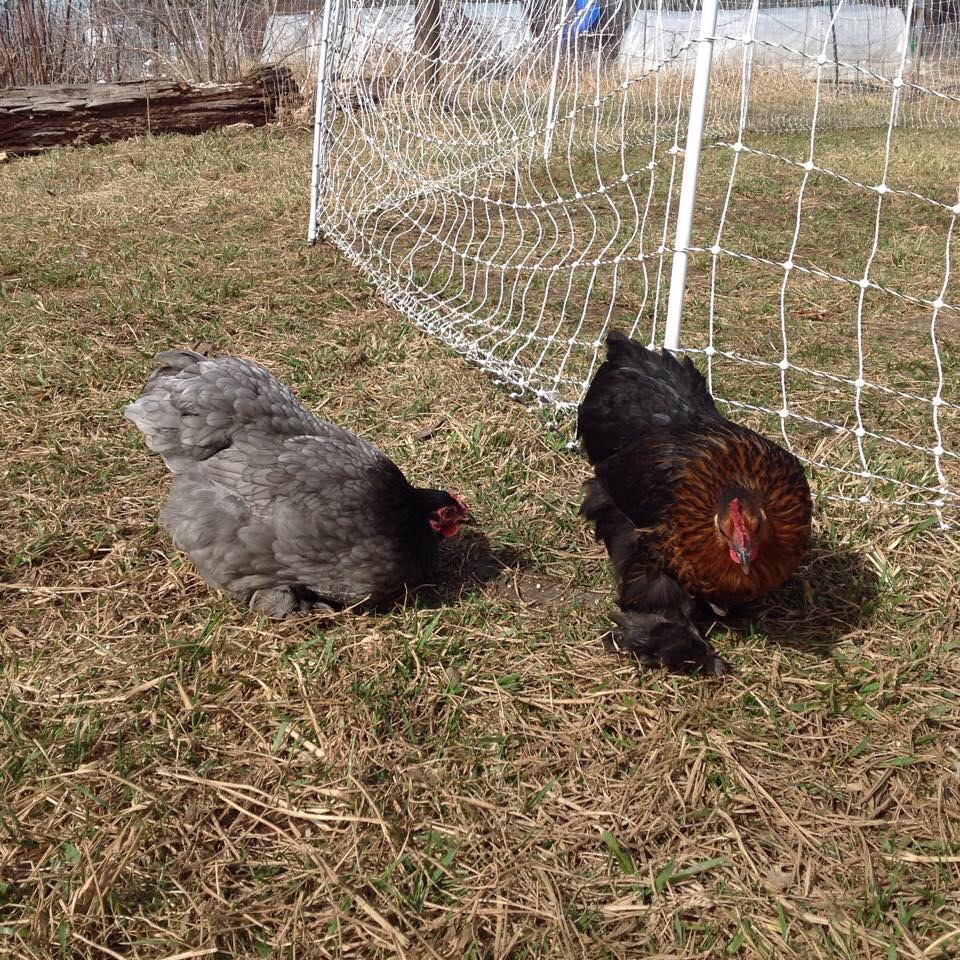 My first two Cochins, Lena and Violet (they are half sisters).
